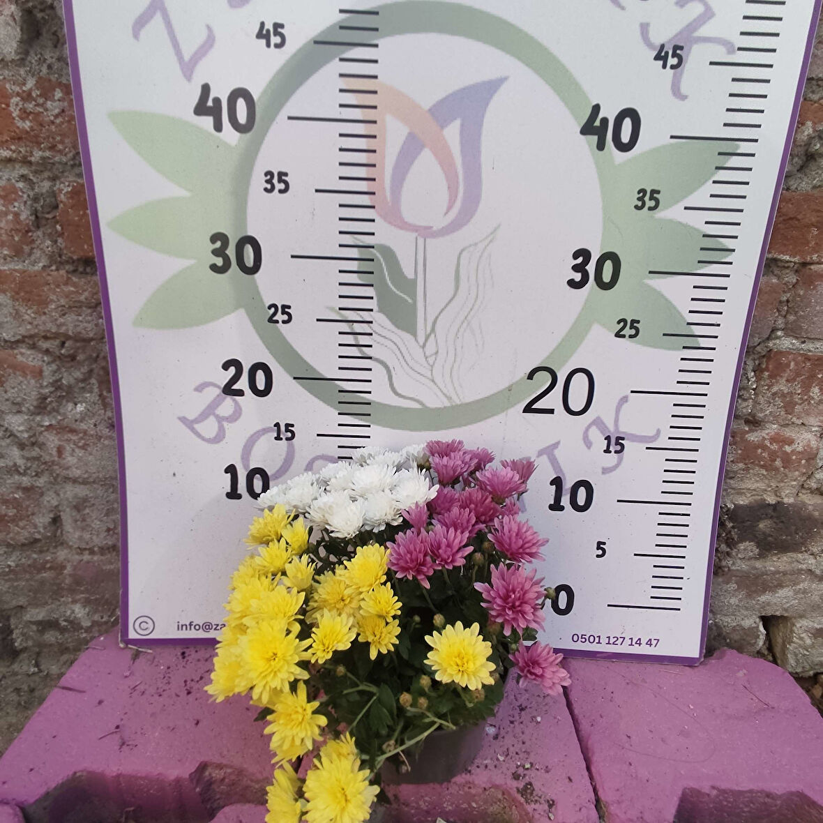 Tek saksıda 3 renkli kasımpatı (Sarı, Mor, ve Beyaz) Eylül Ekim ve Kasım aylarında çiçeklidir