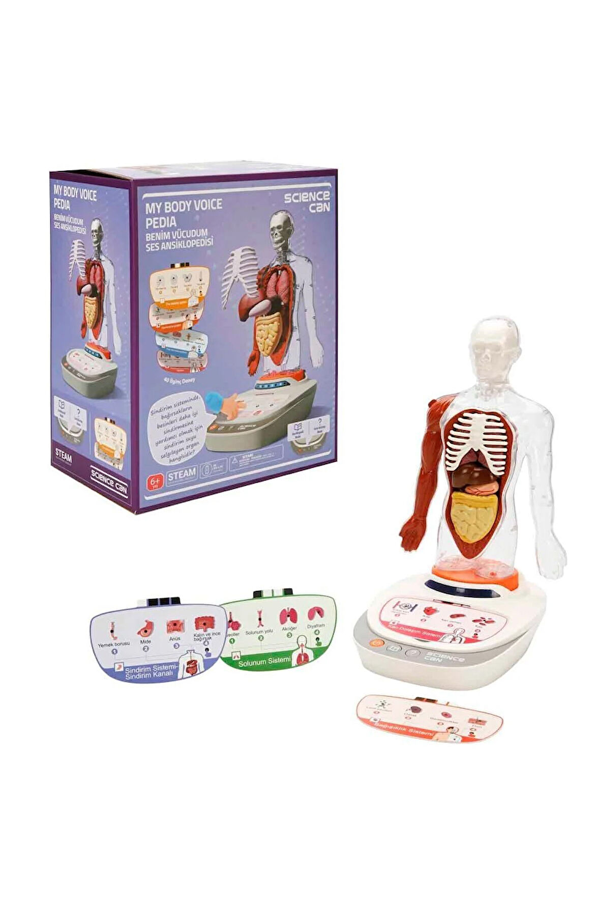 Türkçe Sesli Ansiklopedik İnsan Vücudu Modeli – 15 Parçalı Çıkarılabilir Anatomi Seti, Sesli Eğitim