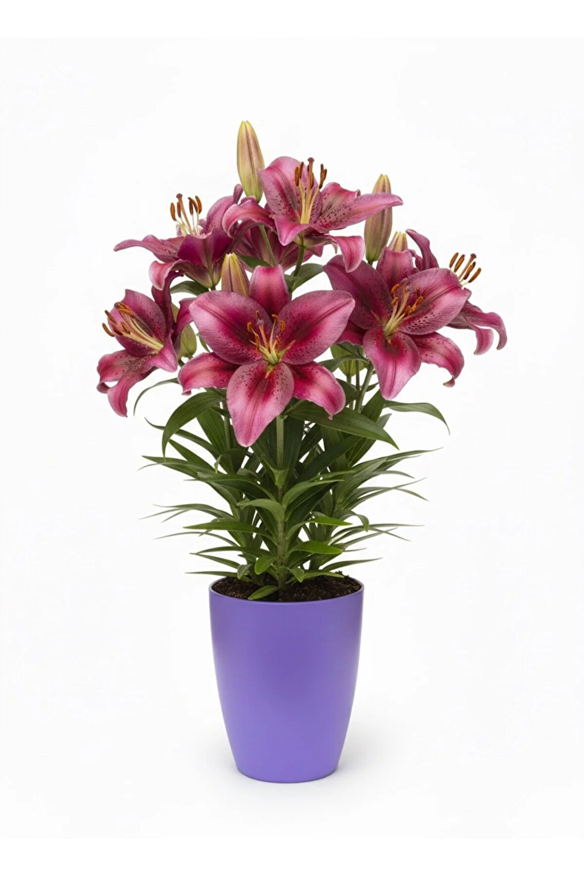 Dekoratif Saksı 1.25 L - Lila + Orkide Yetiştirme Saksısı Hediye(12 Pot 1 Adet)