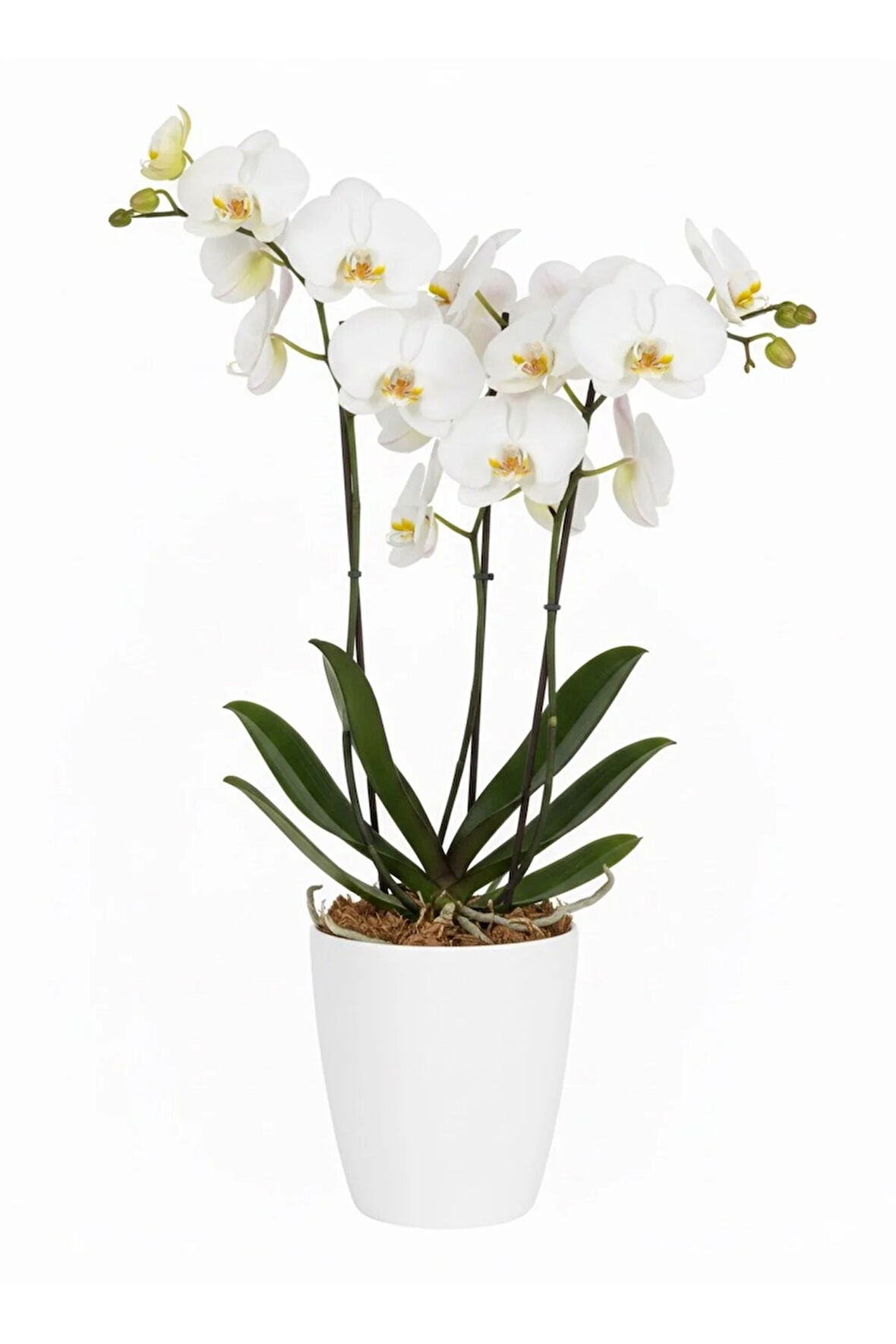 Dekoratif Orkide Saksısı 1 Adet Üretim Saksısı Hediye- Kaliteli Genel Saksı -1.25 L