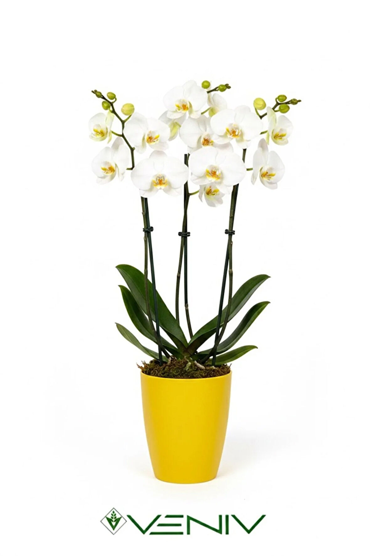 Dekoratif Orkide Saksısı 1 Adet Üretim Saksısı Hediye- Kaliteli Genel Saksı -1.25 L