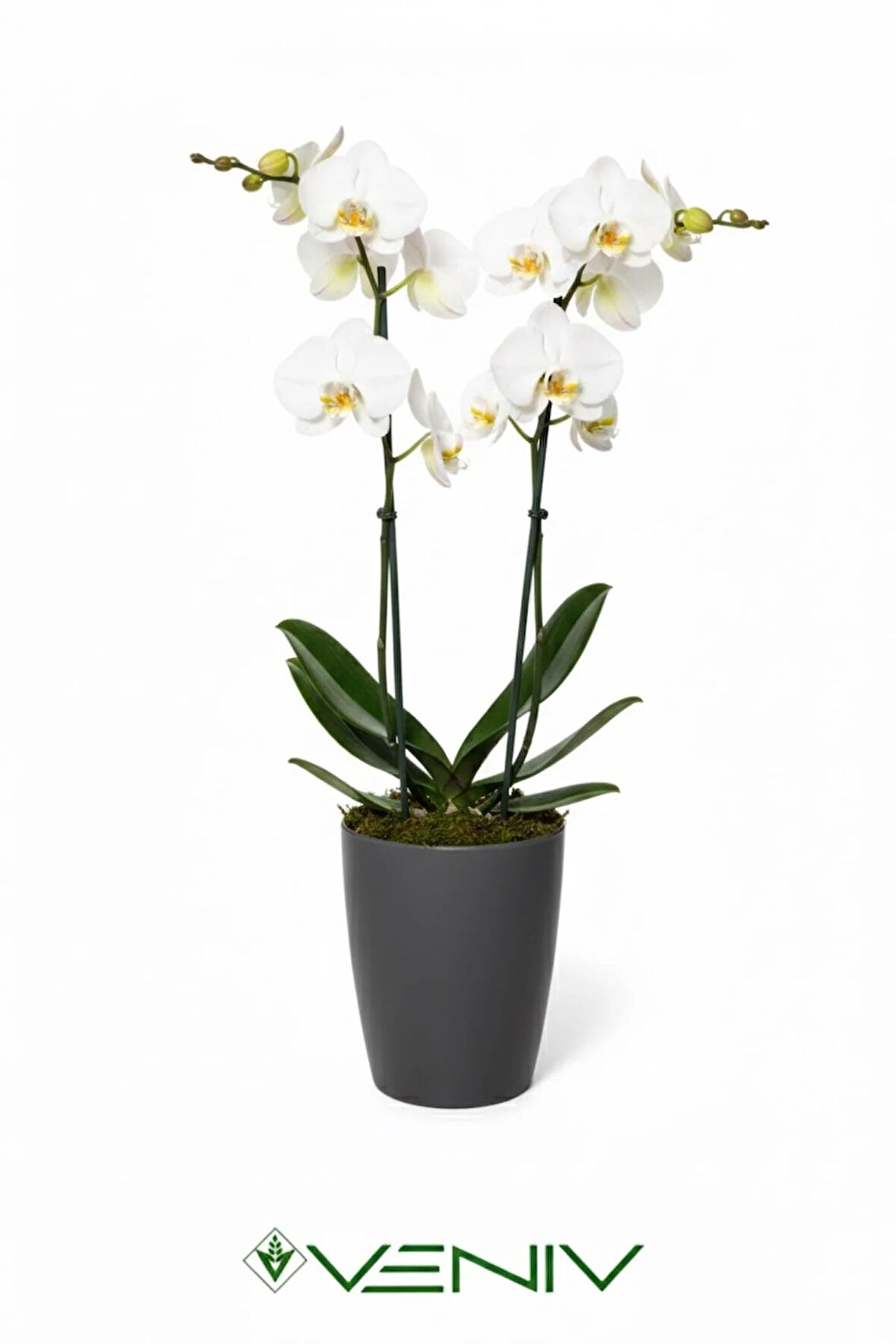 Dekoratif Orkide Saksısı 1 Adet+Üretim Saksısı Hediye- Kaliteli Genel Saksı -1.25 L
