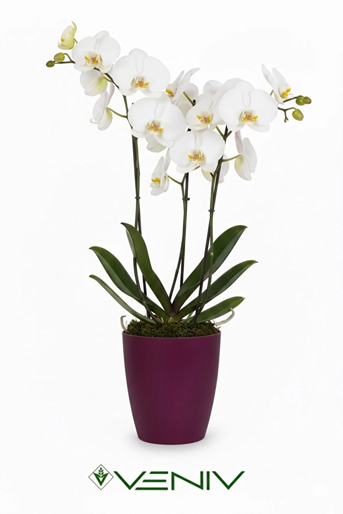 Dekoratif saksı 2L + Hediye Orkide Yetiştirme Şeffaf Saksı