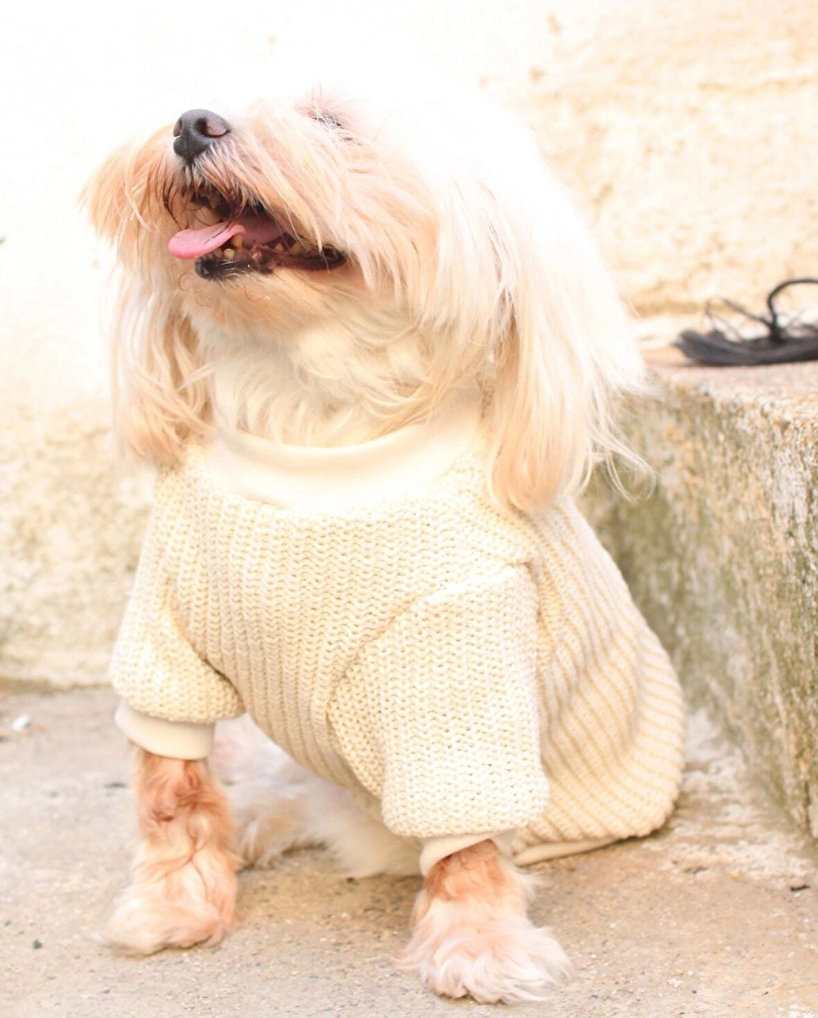 Krem Köpek Kazak – Sıcak Tutan Şık Kışlık Köpek Kiyafeti