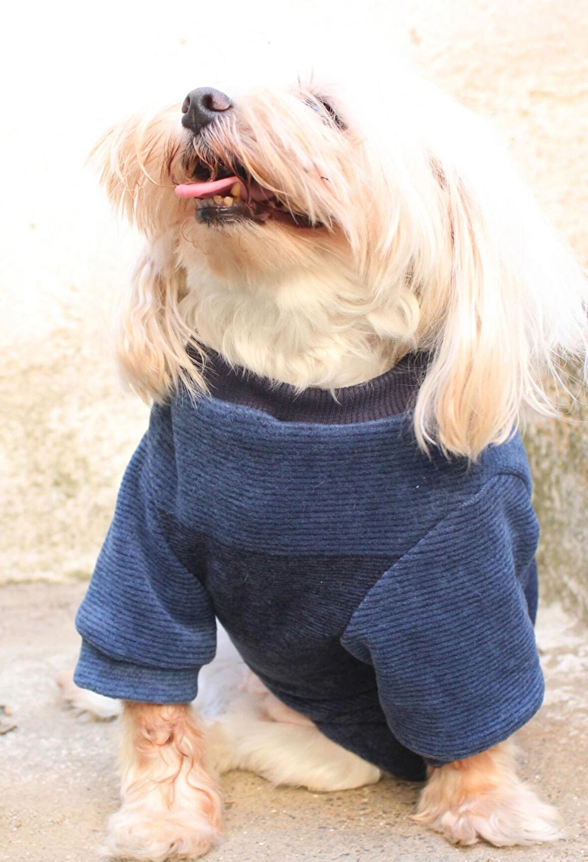 Lacivert Köpek Kazak – Sıcak Tutan Şık Kışlık Köpek Kiyafeti