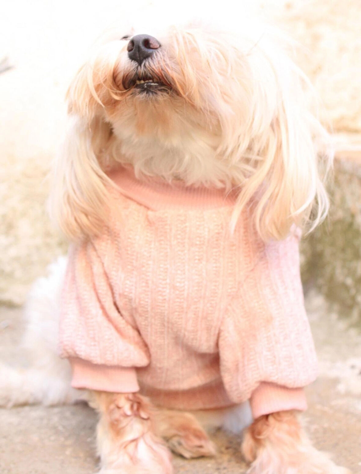 Pembe  Köpek Kazak – Sıcak Tutan Şık Kışlık Köpek Kiyafeti