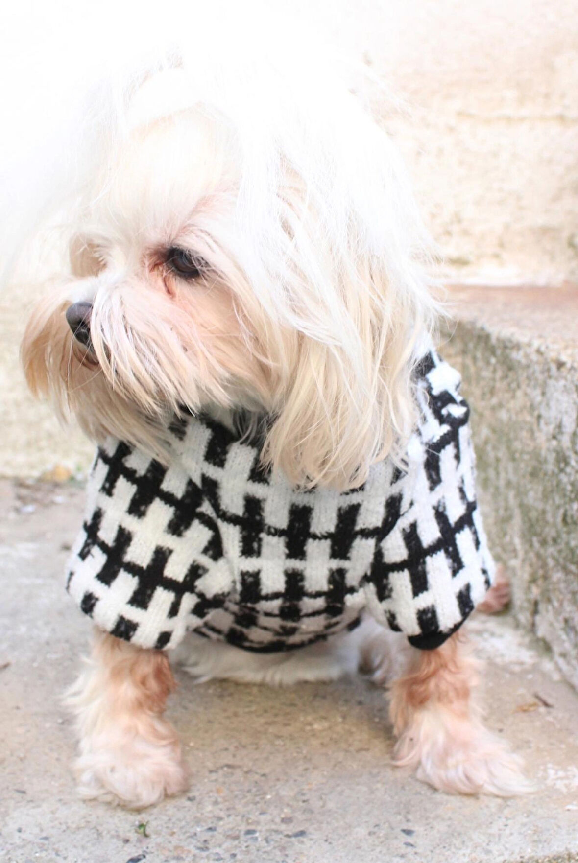 Siyah beyaz Köpek Kazak – Sıcak Tutan Şık Kışlık Köpek Kiyafeti