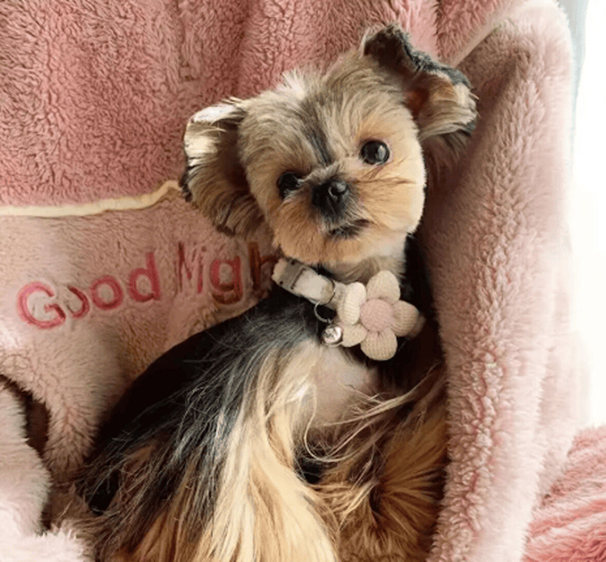 Çiçek Detaylı Renkli Kedi Tasması – Zilli Ayarlanabilir Köpek Boyunluğu