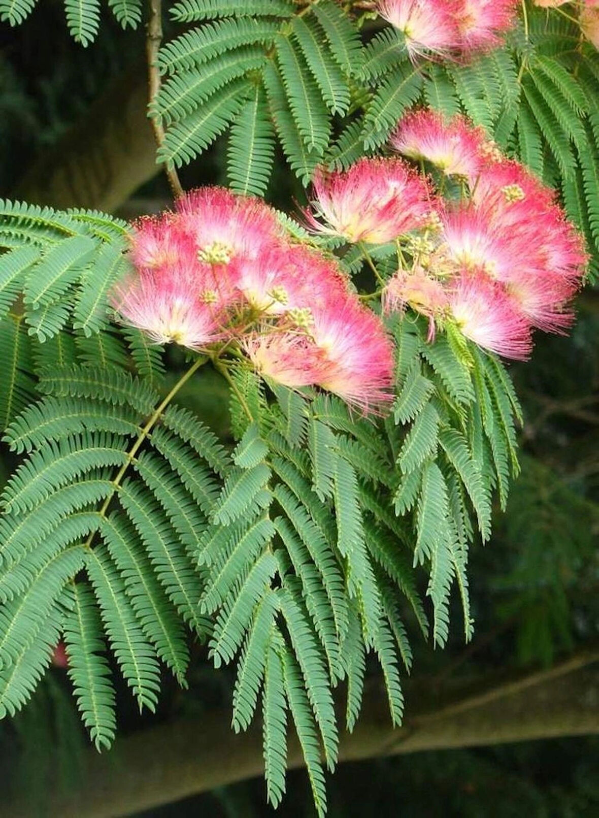 1 Adet Gülibrişim (Albizia julibrissin) Fidanı - Zarif Pembe Çiçekli Ağaç, 1-2 Yaş Arası Tüplü