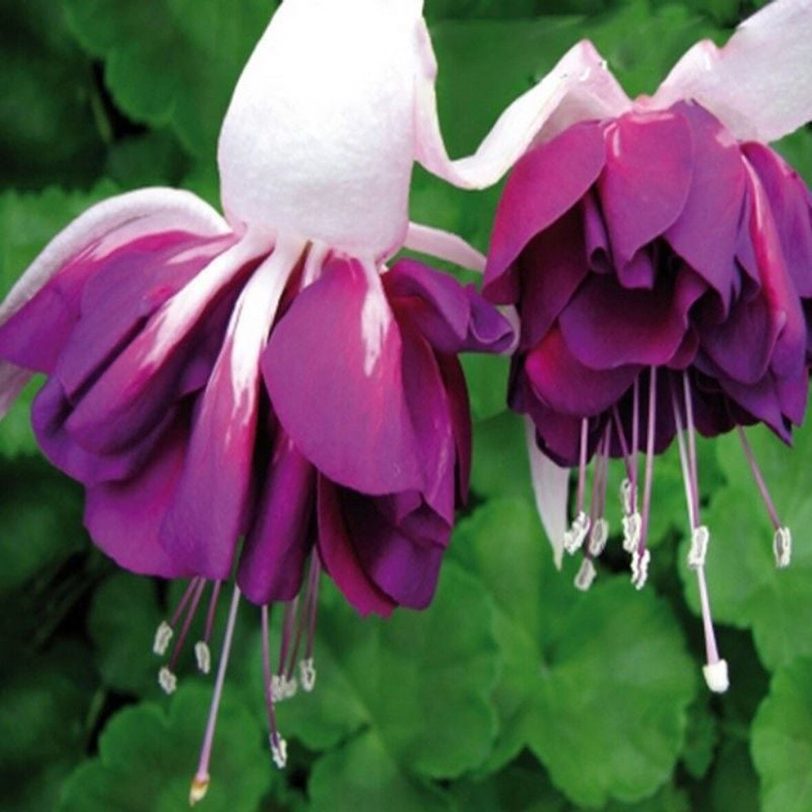 XXL Çiçekli Katmerli Marbeller Double White Purple Küpe Çiçeği Fidesi (1 adet)