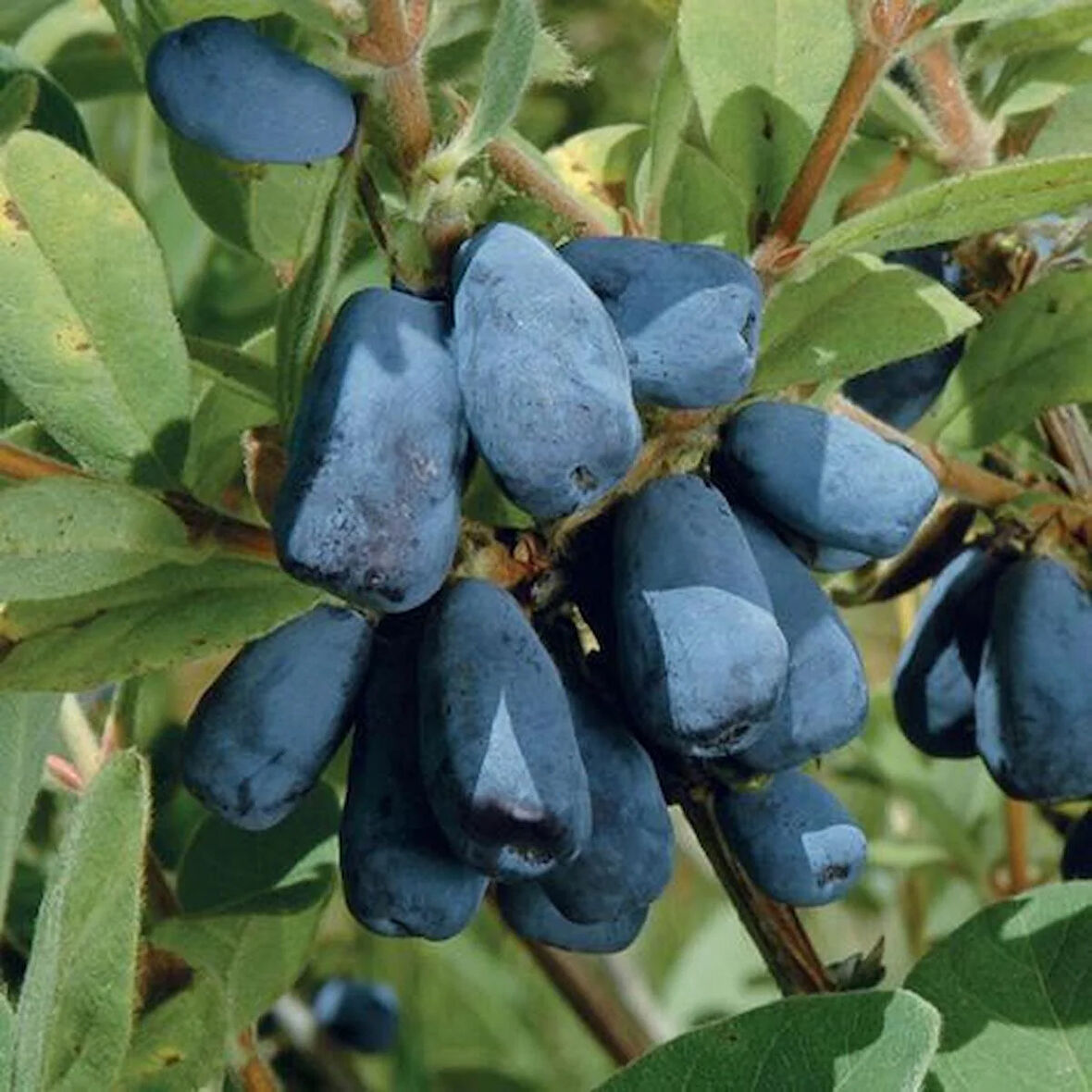 1-2 Yaşında Balyemiş (Honeyberry, Lonicera caerulea) Fidanı - Bahçeniz İçin Besleyici ve Tatlı Meyveler