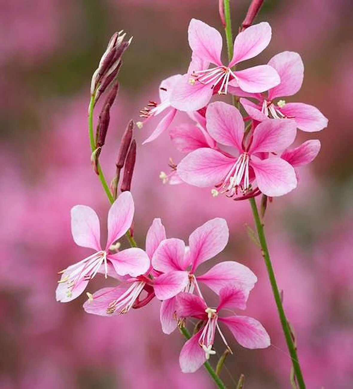 Pembe Çiçekli Gaura Fidanı (Gaura lindheimeri) - 1-2 Yaş, 20-40 cm, Zarif ve Dayanıklı