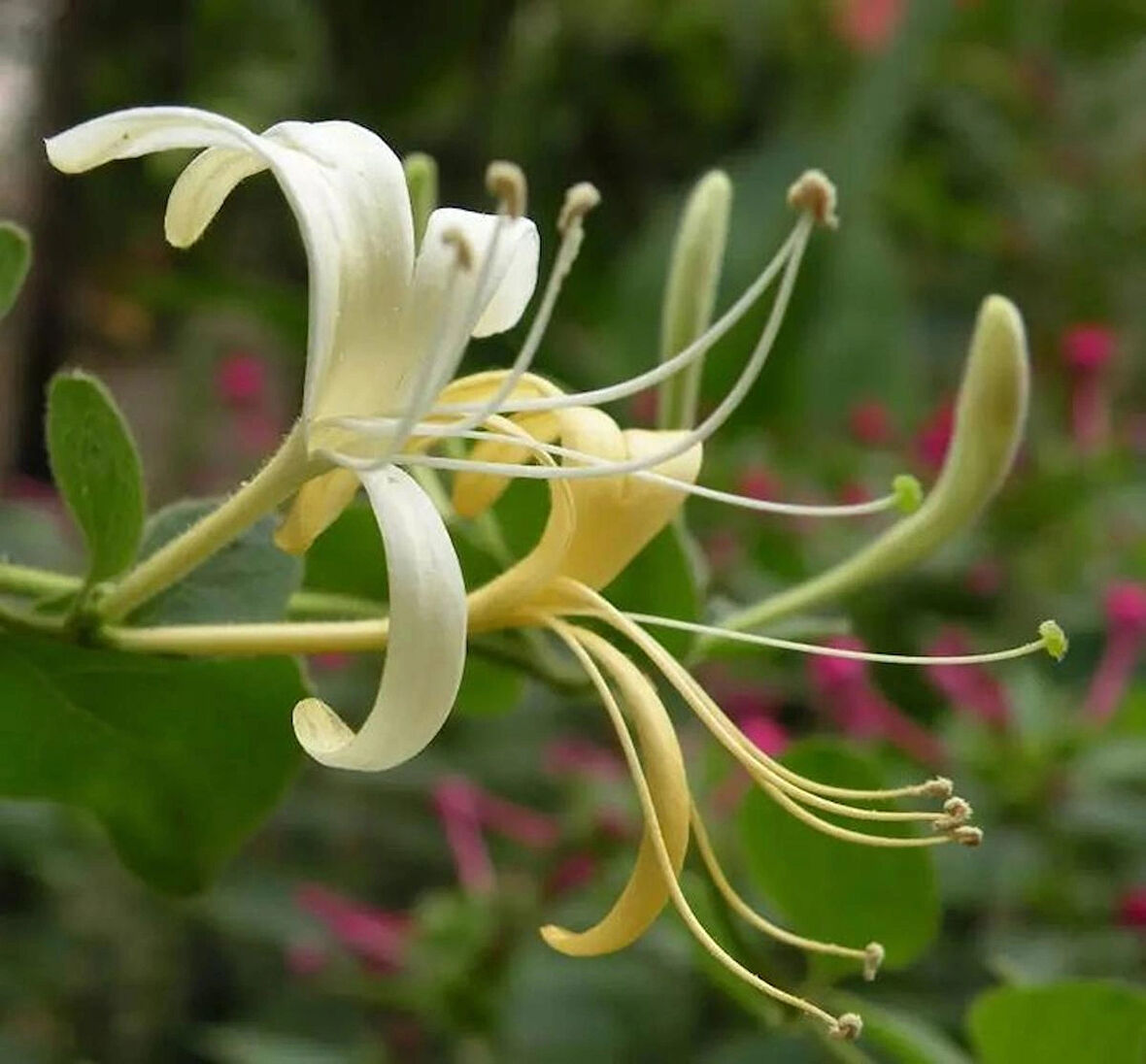 40-70 cm Boyunda Hanımeli Fidanı (Lonicera japonica) - Zarif ve Hoş Kokulu Bahçe Bitkisi