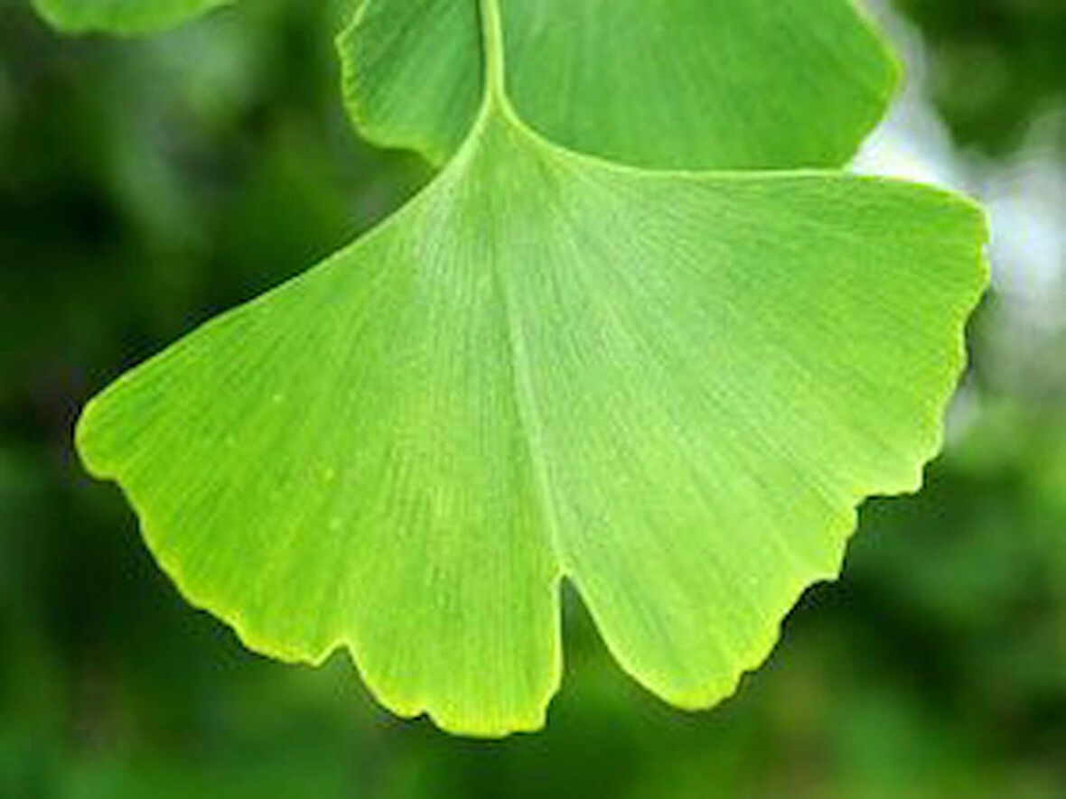 "Eşsiz ve Sağlam Mabet Ağacı (Ginkgo biloba) Fidanı - Bahçeniz İçin"