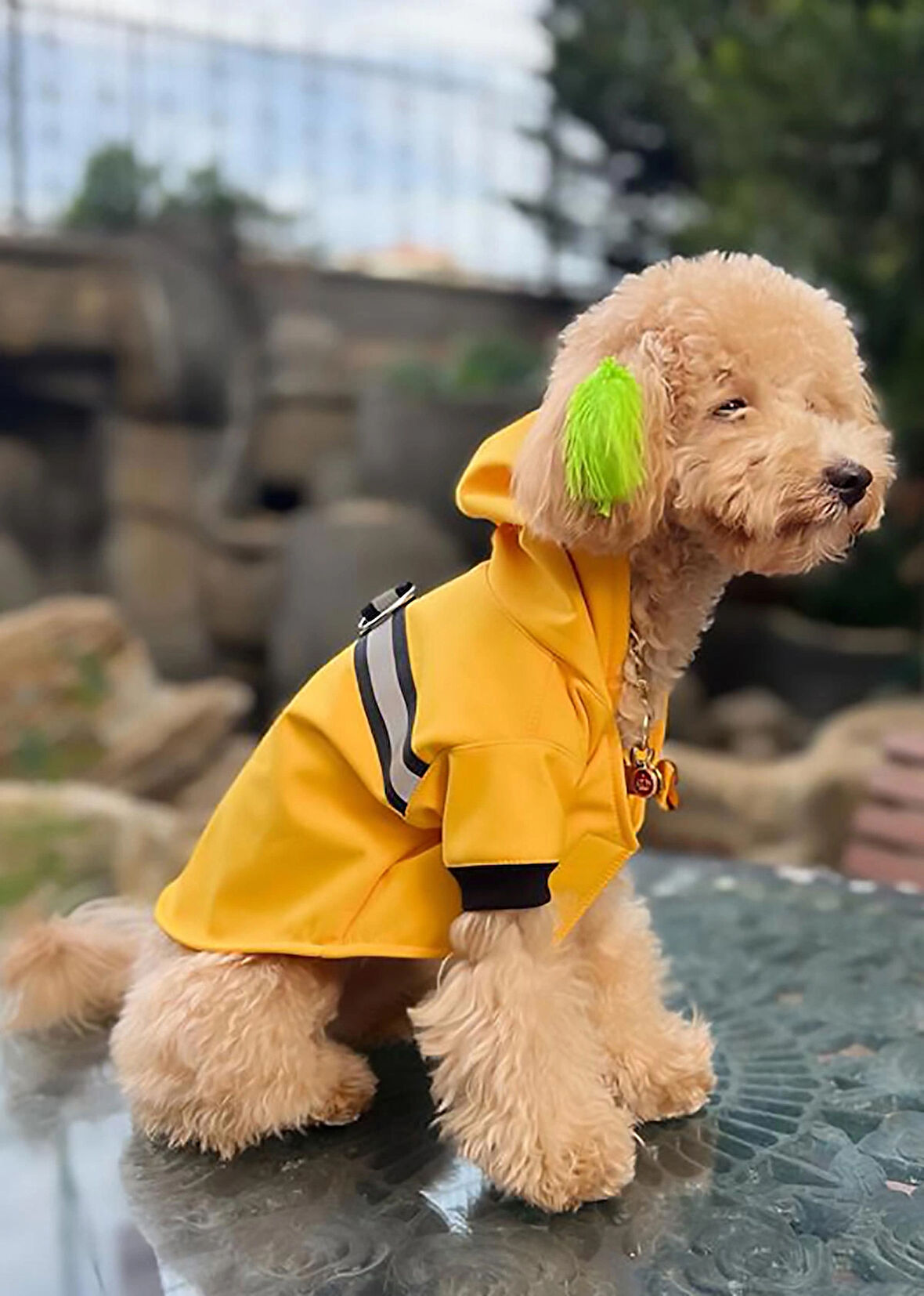 Su Geçirmez SARI Köpek Yağmurluğu