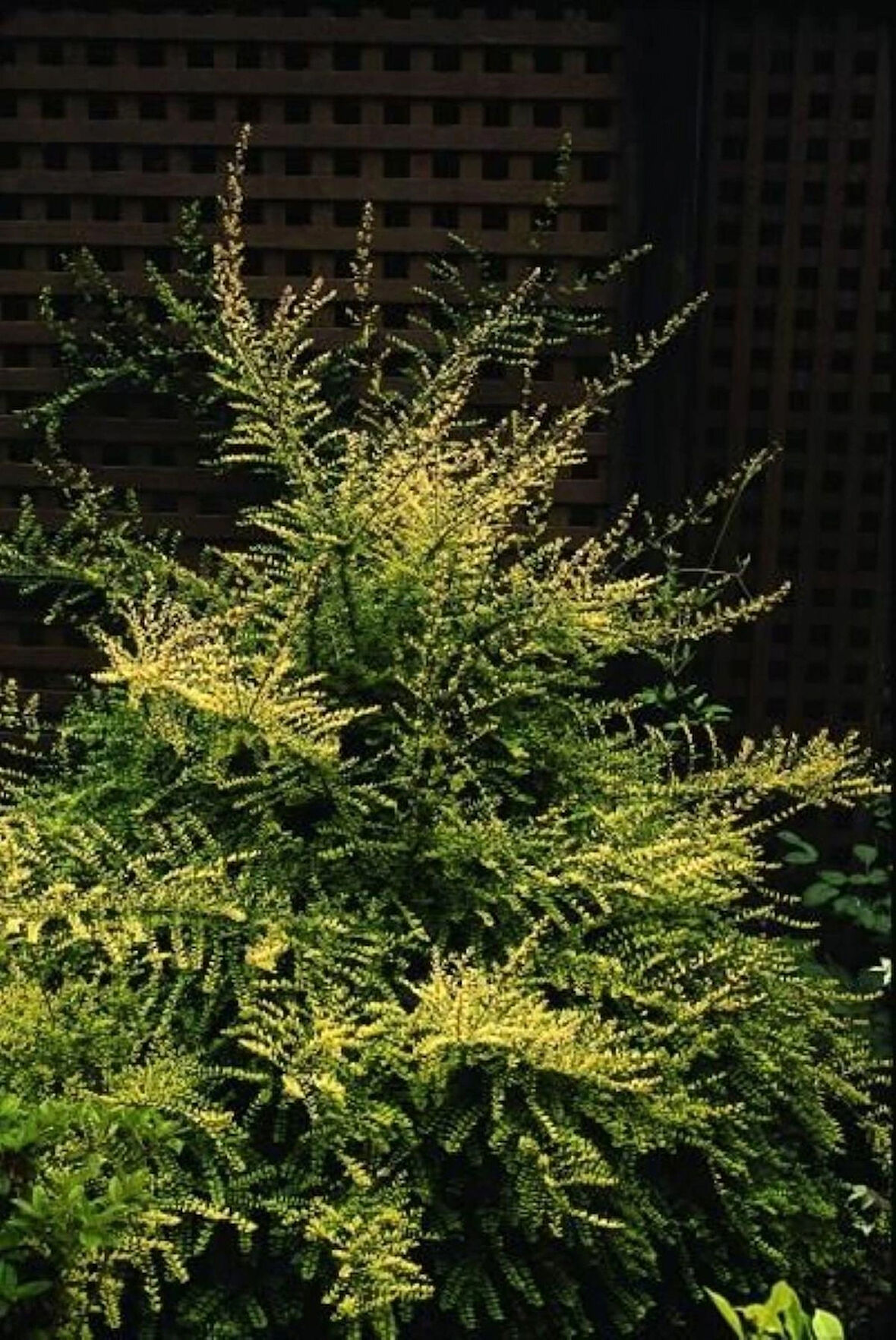 Bodur Hanımeli Lonicera Nitida Bodur Çit Bitkisi 1-2 Yaş Arası Tüplü