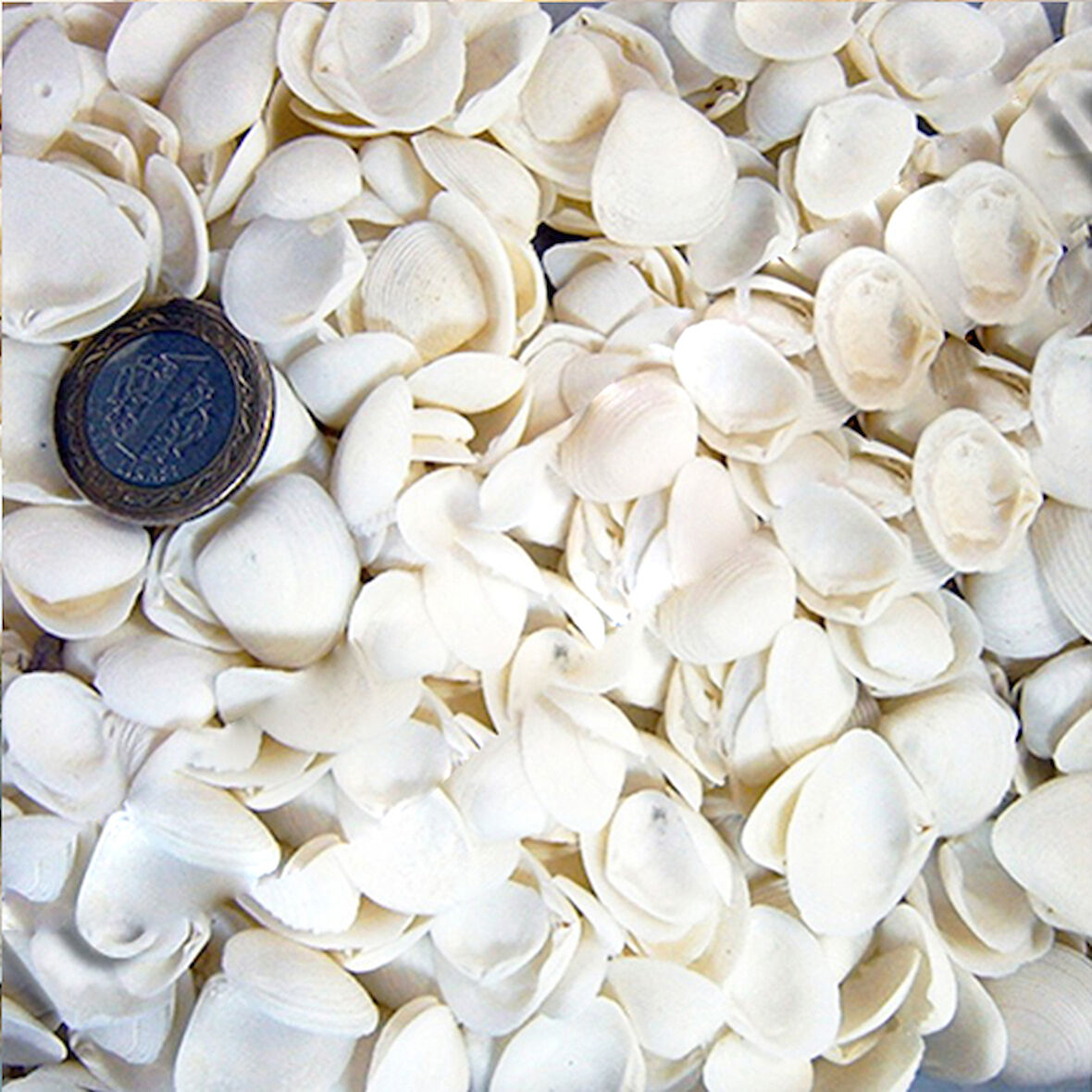 Cay Cay Kiloluk Deniz Kabuğu (1 KG)