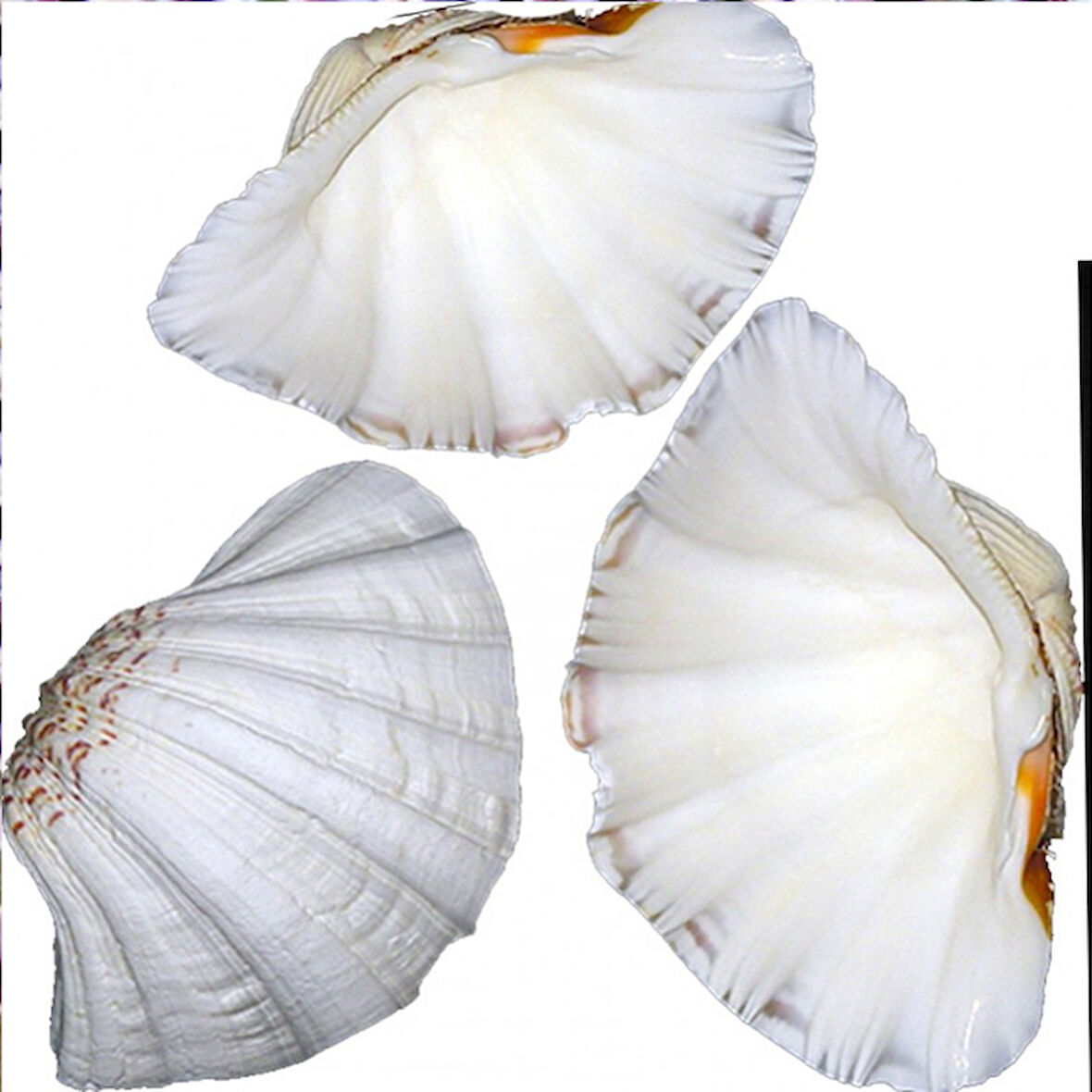 Chına Clam Kiloluk Deniz Kabuğu (1 KG)