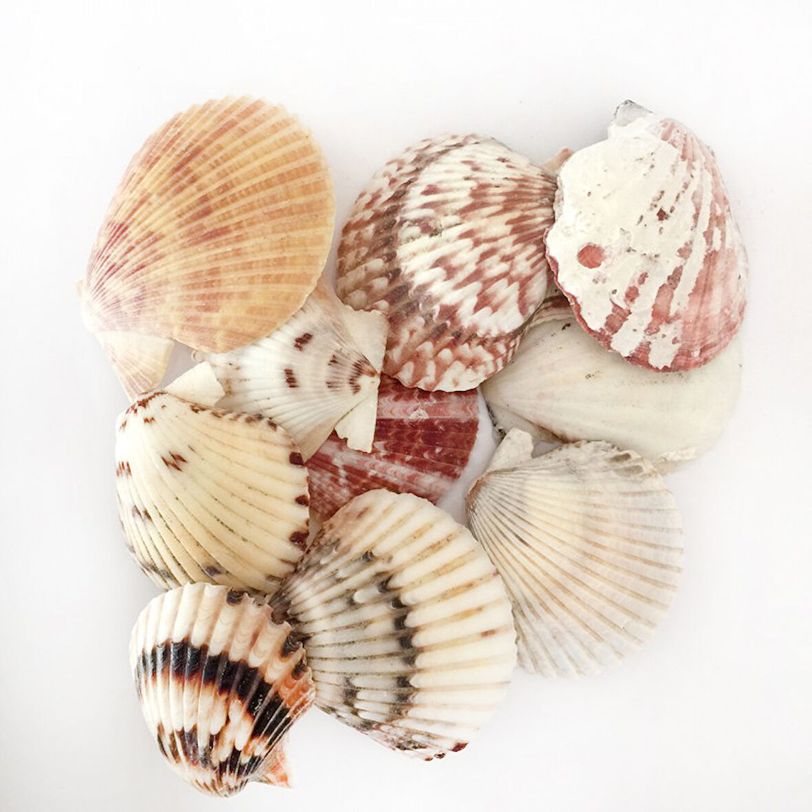 Naturel Pecten Radula Deniz Kabuğu (1 KG)