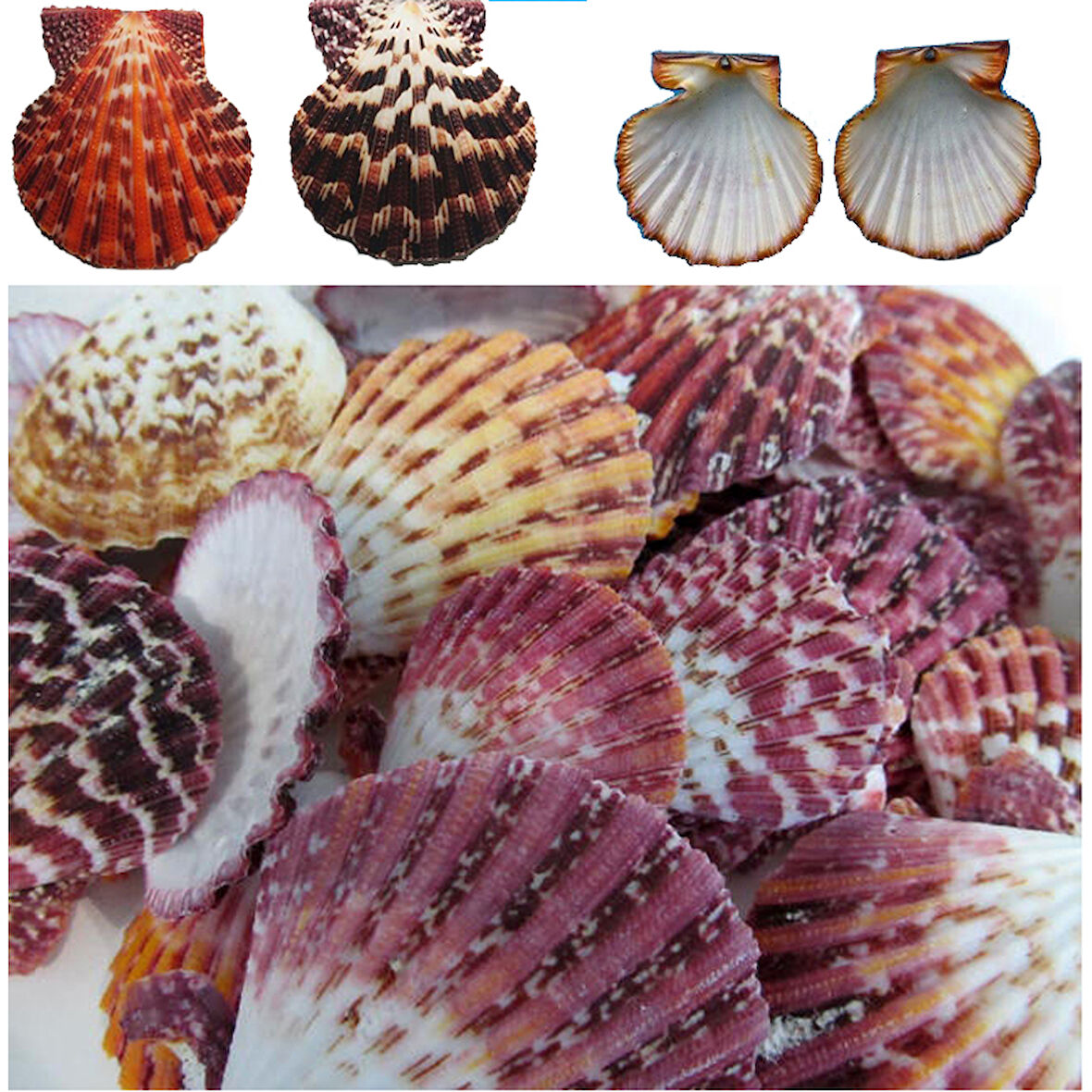 Pecten Phallıum Kiloluk Deniz Kabuğu (1 KG)