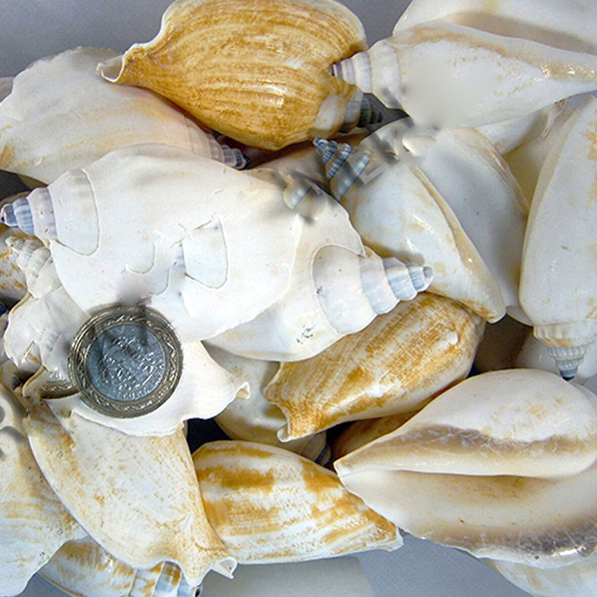 Strombus Epidormis Kiloluk Deniz Kabuğu (1 KG)
