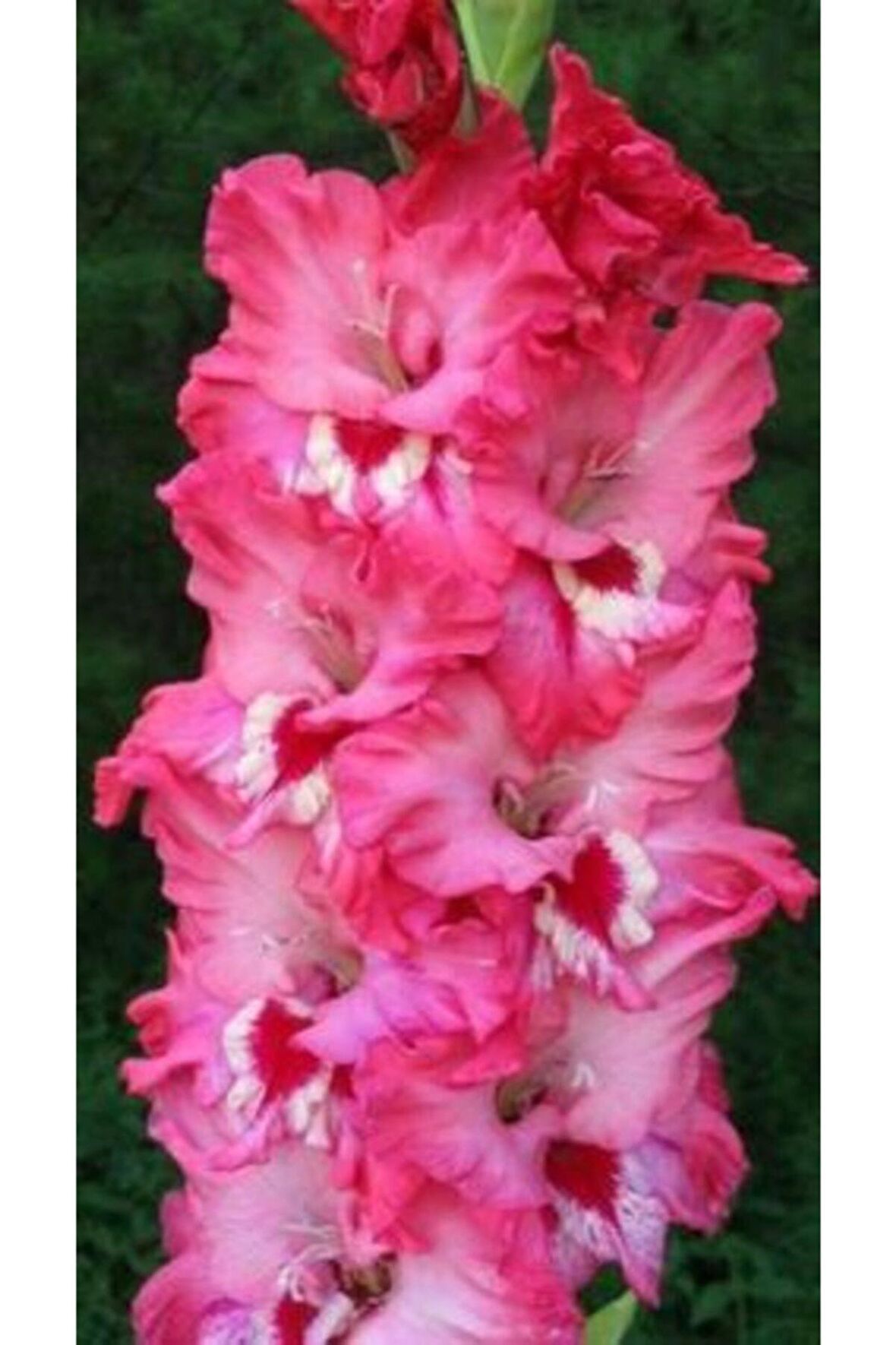 İthal Katlı Glayör Çiçek Soğanı 5 Adet