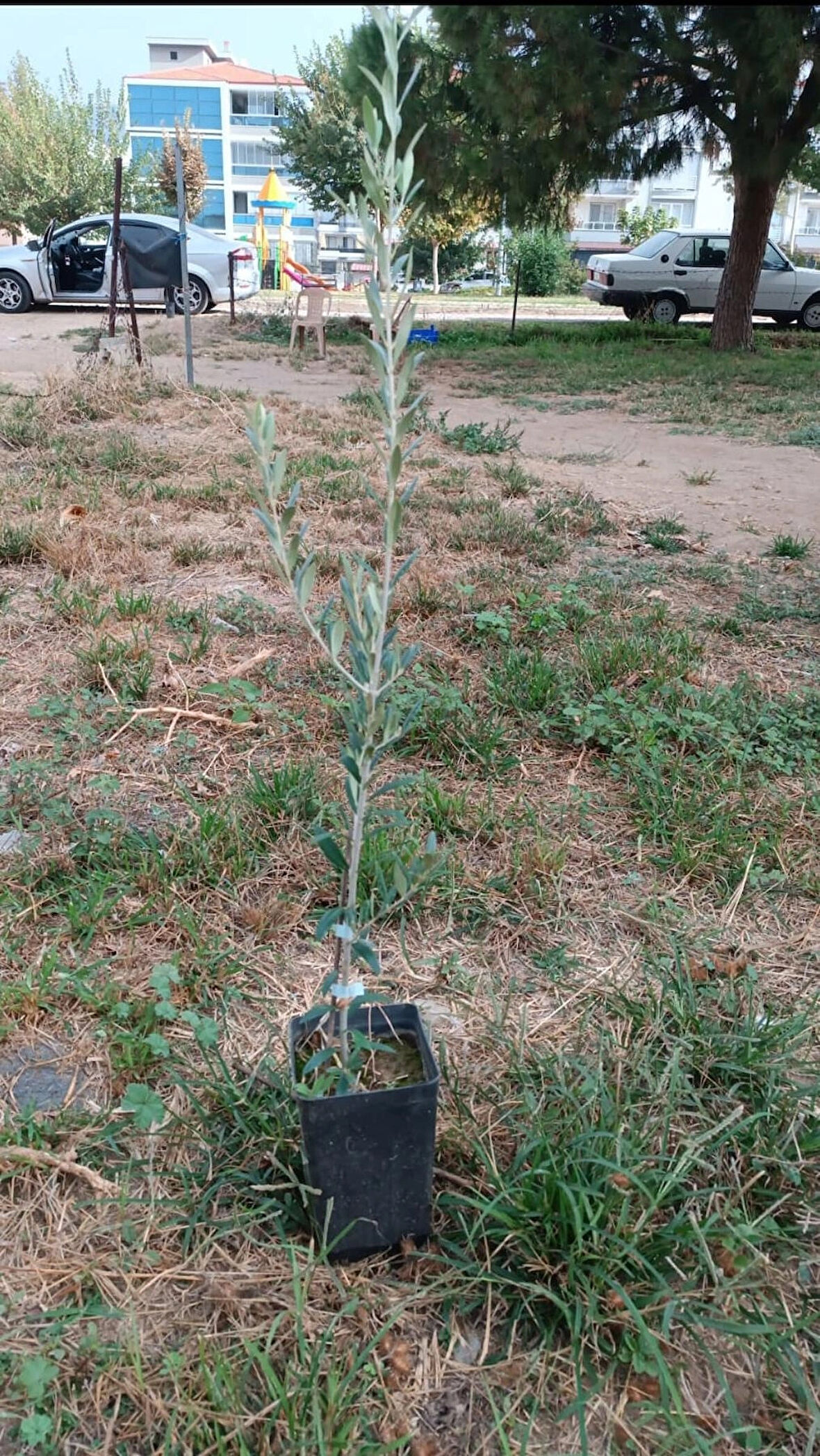 arbequina zeytin fidanı