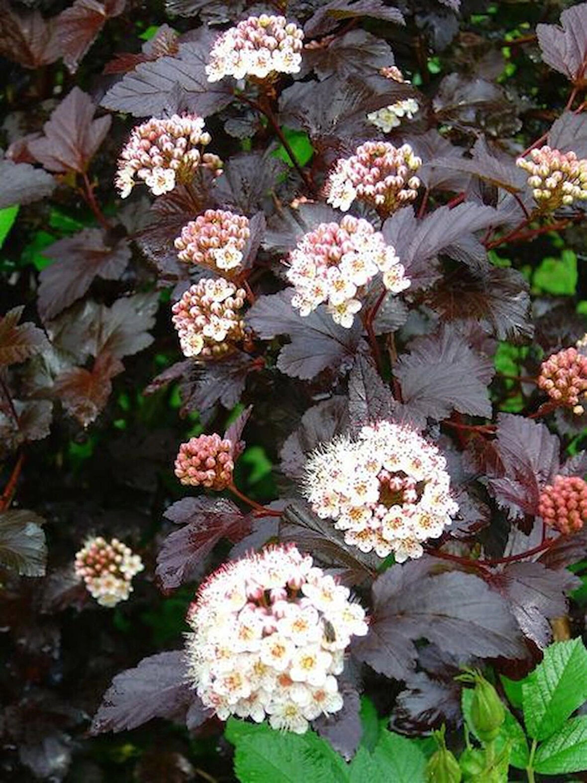 Kırmızı Yapraklı Dokuz Kabuk Çalısı (Physocarpus opulifolius 'Diabolo') - 1-2 Yaşında Fidan