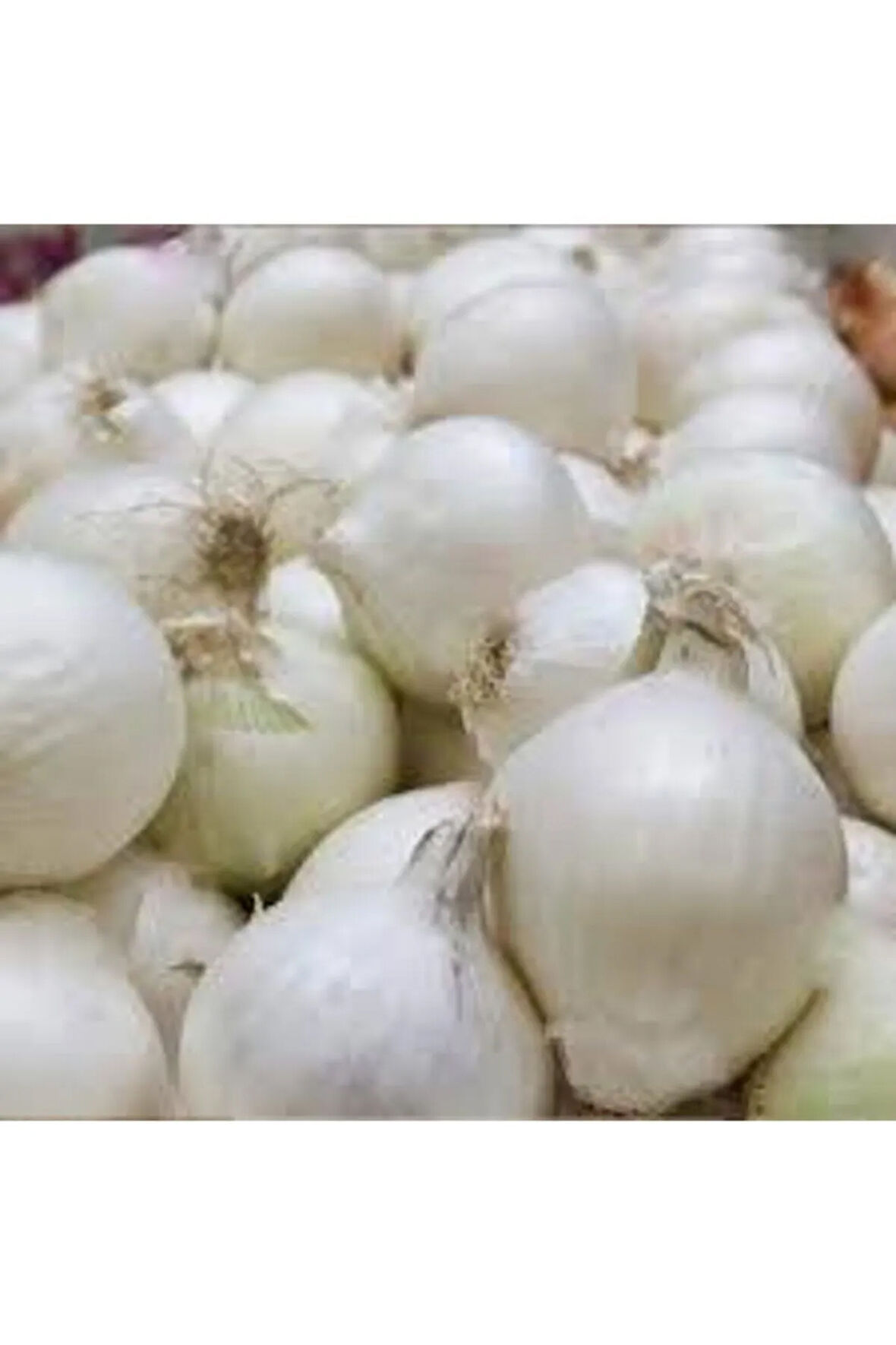 Beyaz Kışlık Kuru Soğan Tohumu 20 Adet
