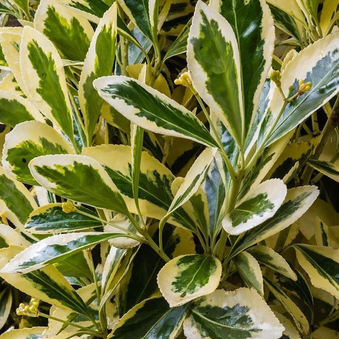 1-2 Yaş Arası Tüplü Bravo Gümüşi Taflan Çalısı (Euonymus japonicus 'Bravo') Fidanı - Zarif Gümüşi Yapraklar