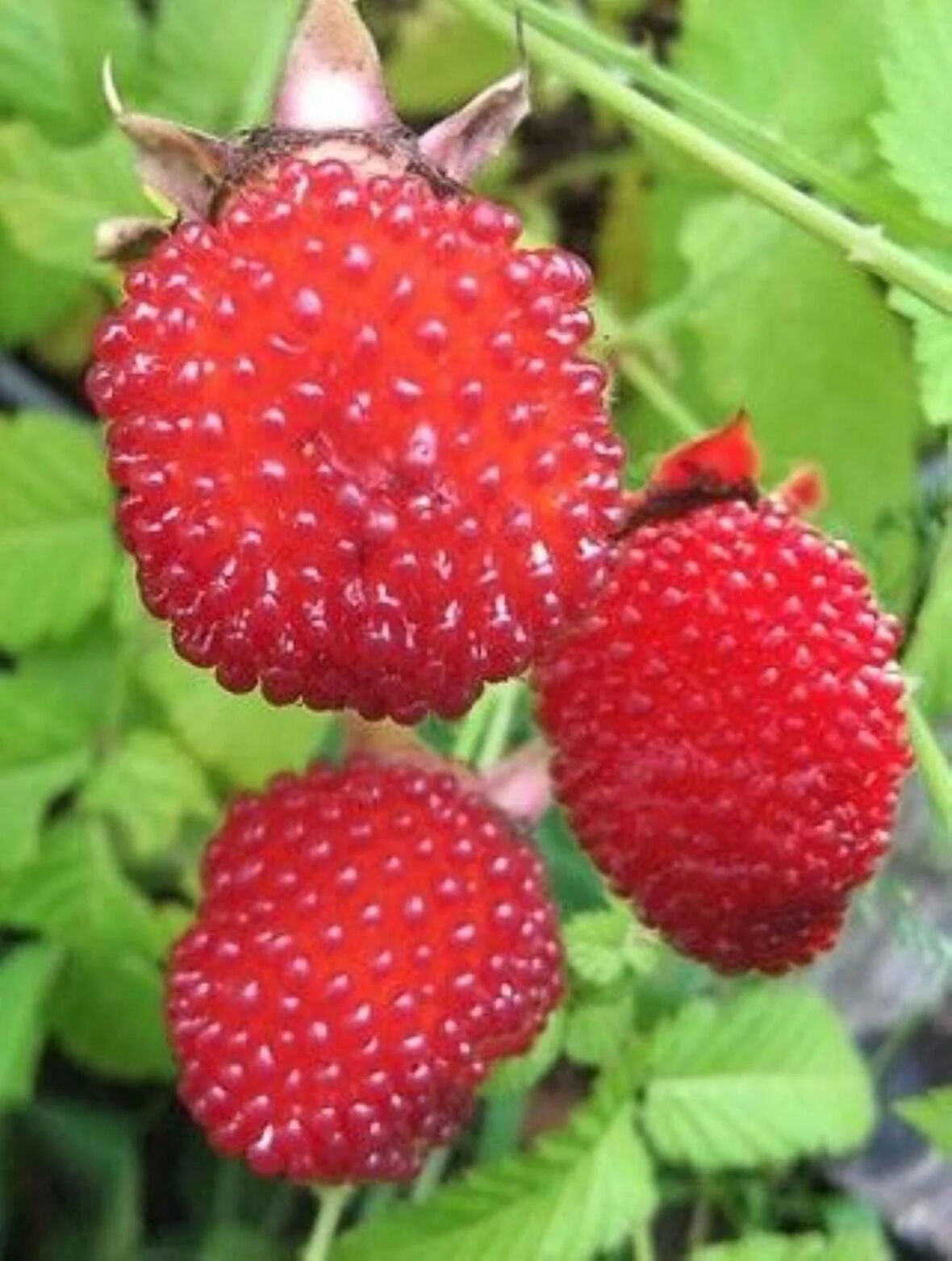 "1 Yaşında Çilek Ahududu Fidanı (Rubus illecebrosus) - Tatlı ve Kolay Yetiştirilen Meyve"saksılı