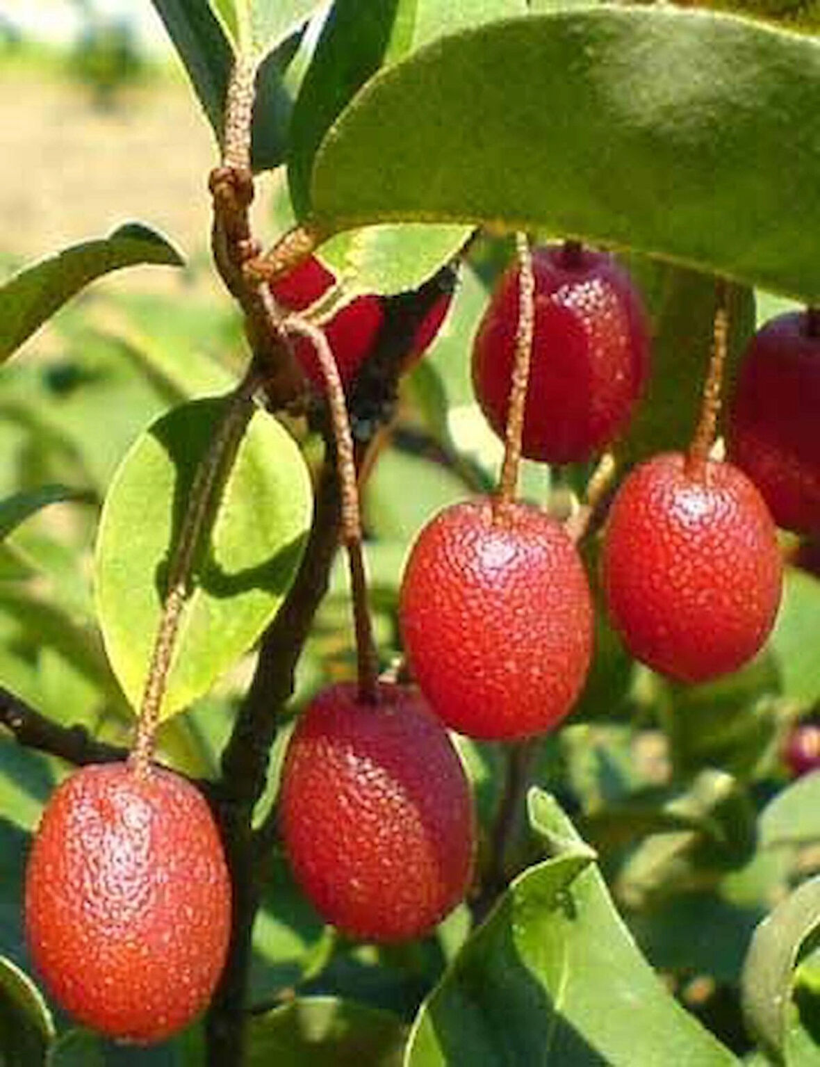 2 Yaşında Tüplü Güz Yemişi (Elaeagnus umbellata) Fidanı - Bahçenize Sağlıklı ve Lezzetli Meyveler Katın