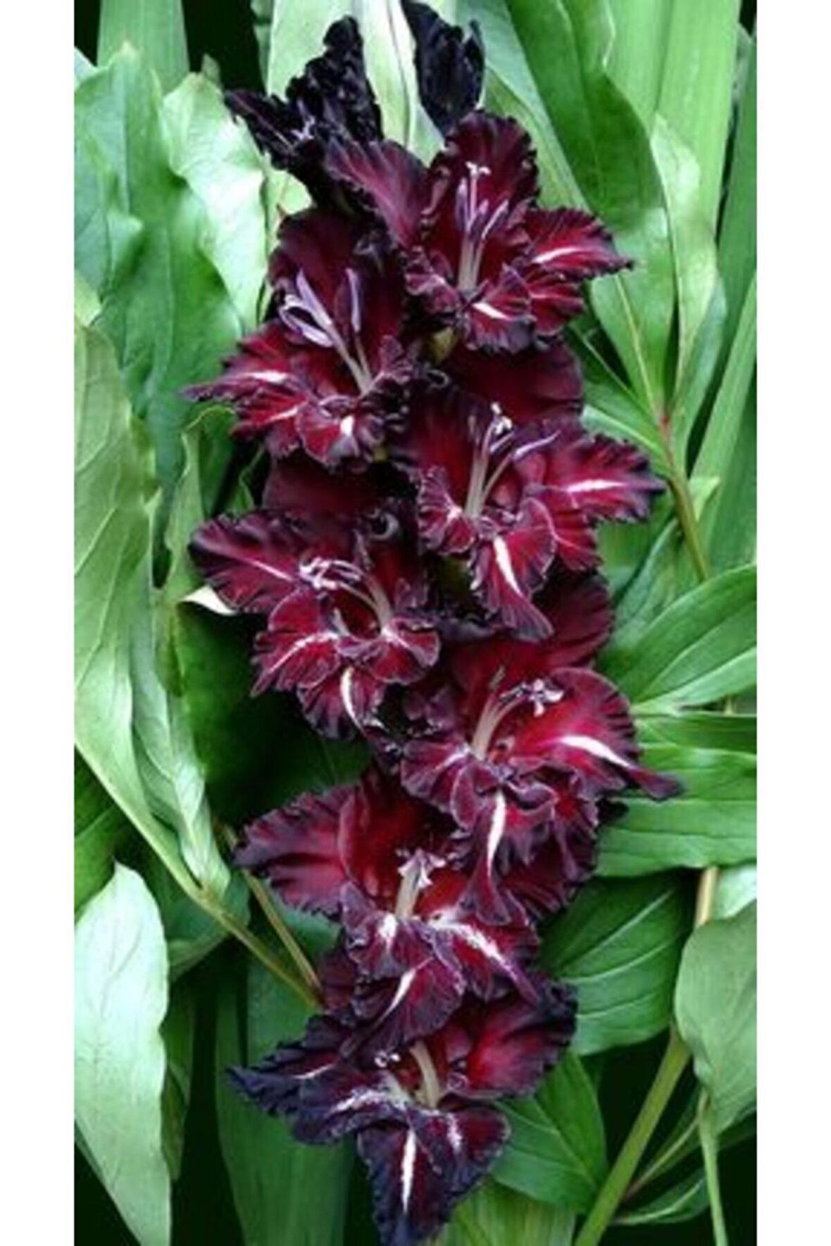 5 Adet Koyu Bordo Renkli Fırfırlı Glayör Çiçek Soğanı ( Kokulu )