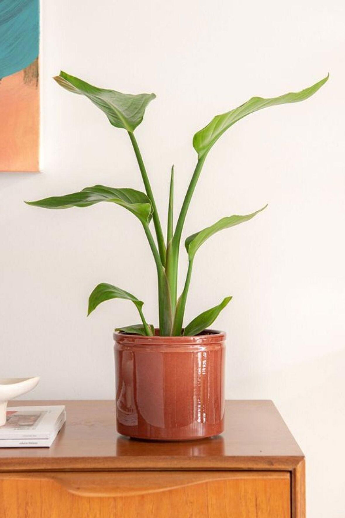 Starliçe Cennet Kuşu Çiçeği - Strelitzia Nicolai Canlı Salon Bitkisi 70 - 90 cm