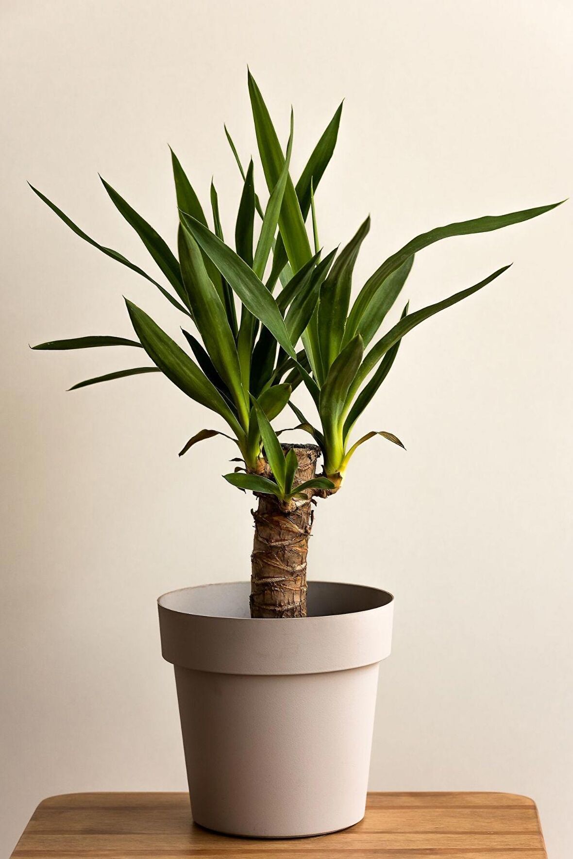 Yucca - Yuka Bitkisi Tek Gövdeli Yucca Avize Çiçeği Canlı Salon Bitkisi 50 - 60 cm