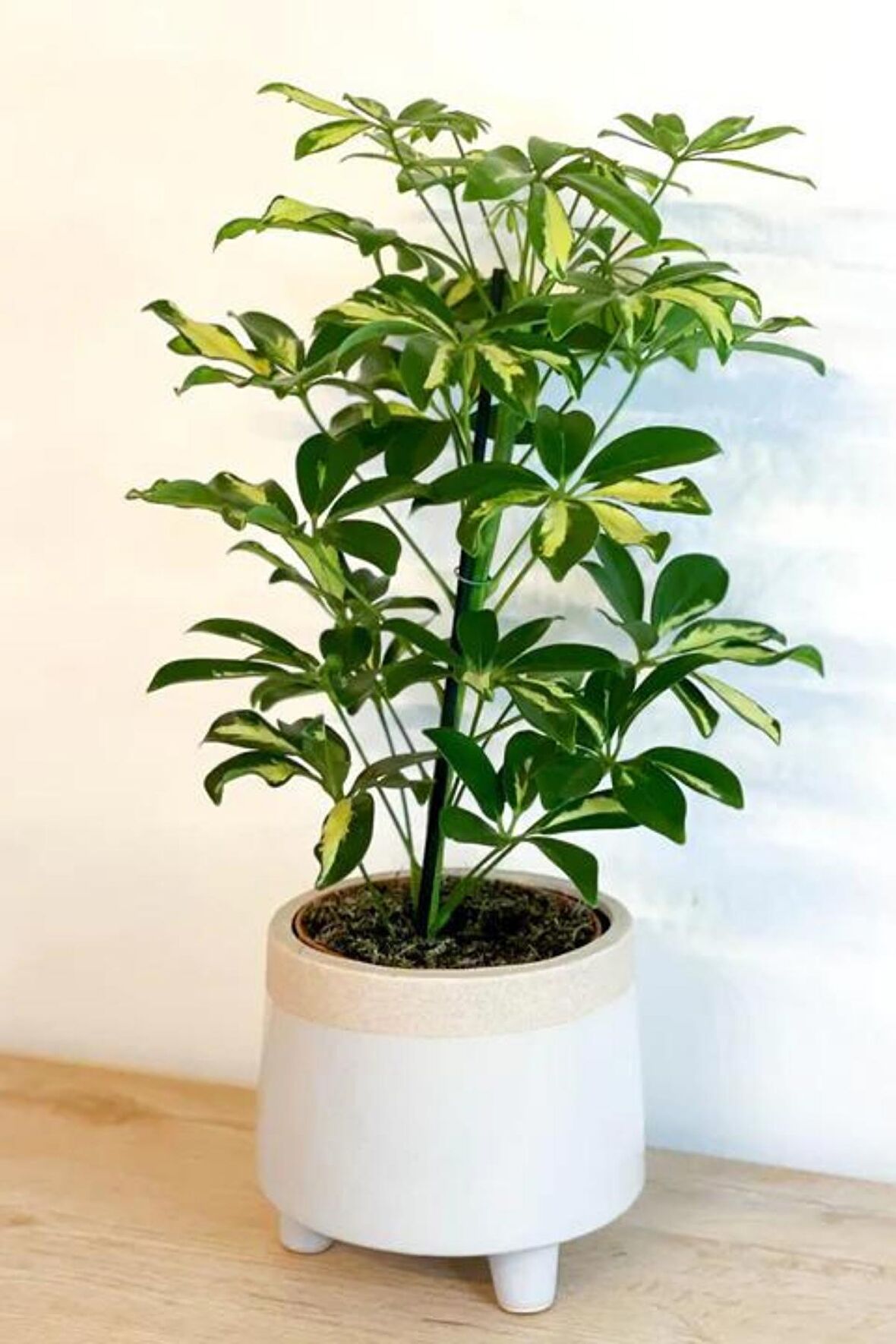 Schefflera Arboricola - Tek Gövdeli Alacalı Şeflera Canlı Salon Bitkisi 80 - 100 cm