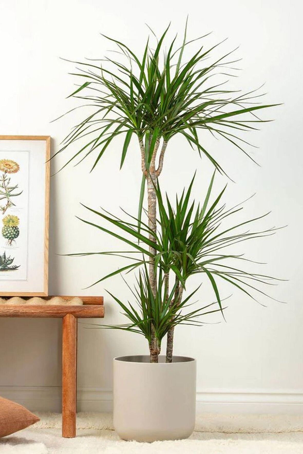 Dracaena Marginata XL - Madagaskar Dragon Ağacı Üç Gövdeli Canlı Salon Bitkisi 130 - 150 cm