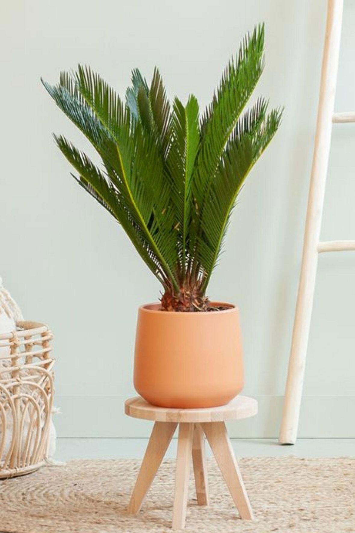 Cycas Revoluta - Sikas Japon Sago Palmiyesi Canlı Salon Bitkisi 50 - 60 cm