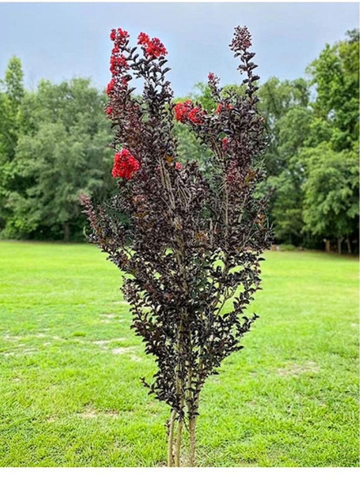 Oya ağacı Black Diamond Best Red Siyah Yapraklı Kırmızı Çiçekli Oya Ağacı 1-2 yaş