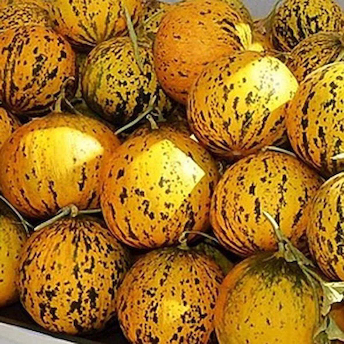 TohumBaba Kavun Tohumu (Çeşme Kavunu) Pakette 10 Adet Tohum