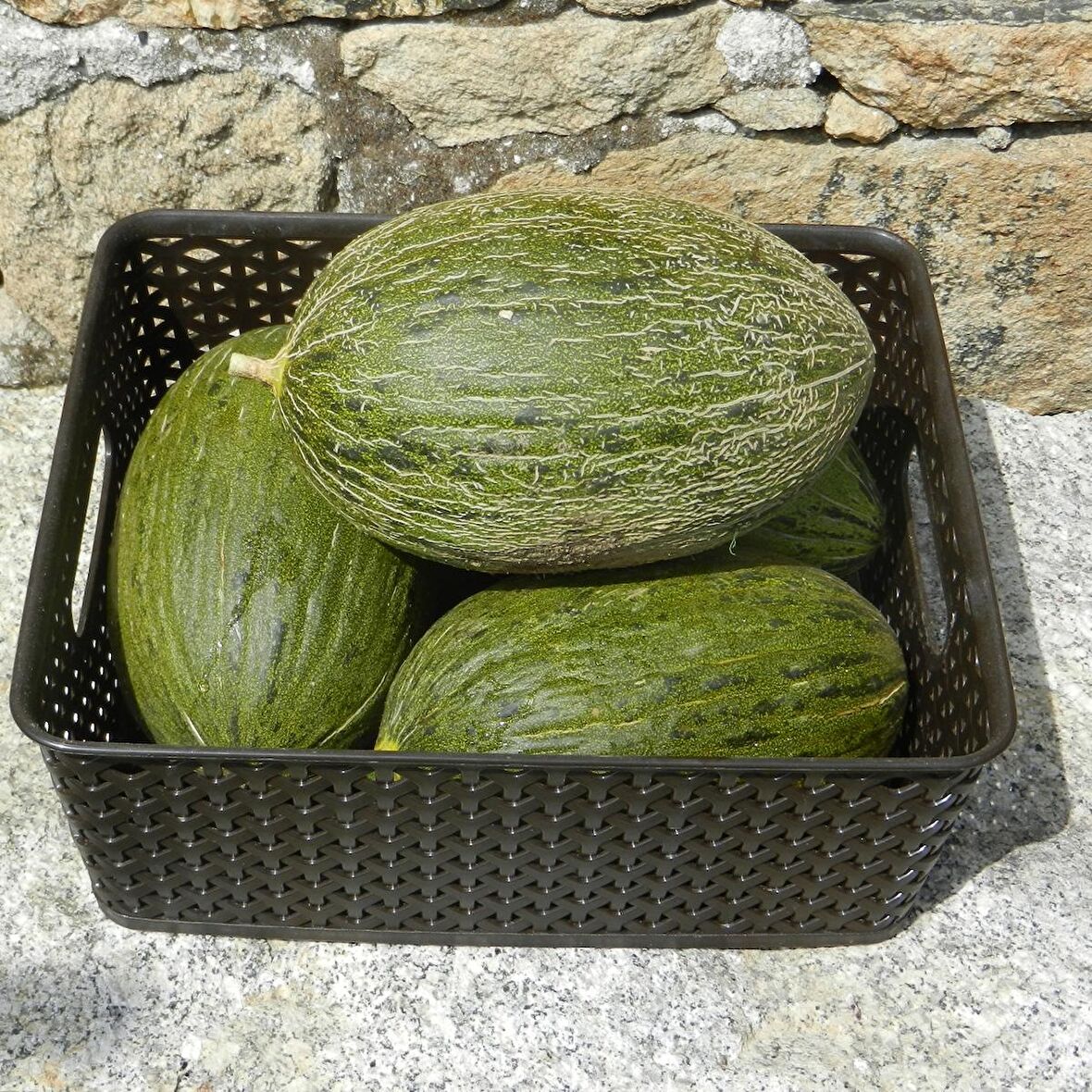TohumBaba Kavun Tohumu Siyah Kışlık Pakette 15 Adet Tohum
