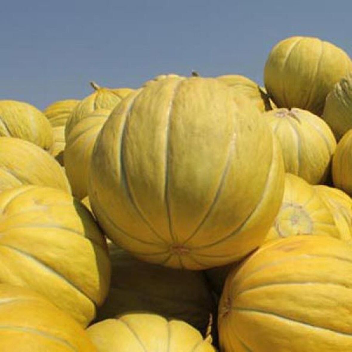 TohumBaba Kavun Tohumu Yuvarlak On Dilim Pakette 15 Adet Tohum