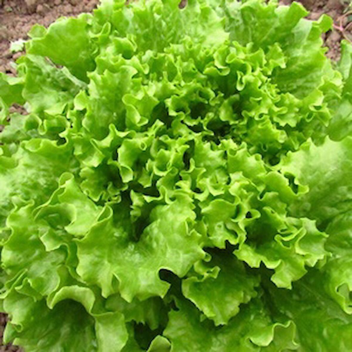 TohumBaba Marul Tohumu Yerli (Kıvırcık) Pakette 100 Adet Tohum
