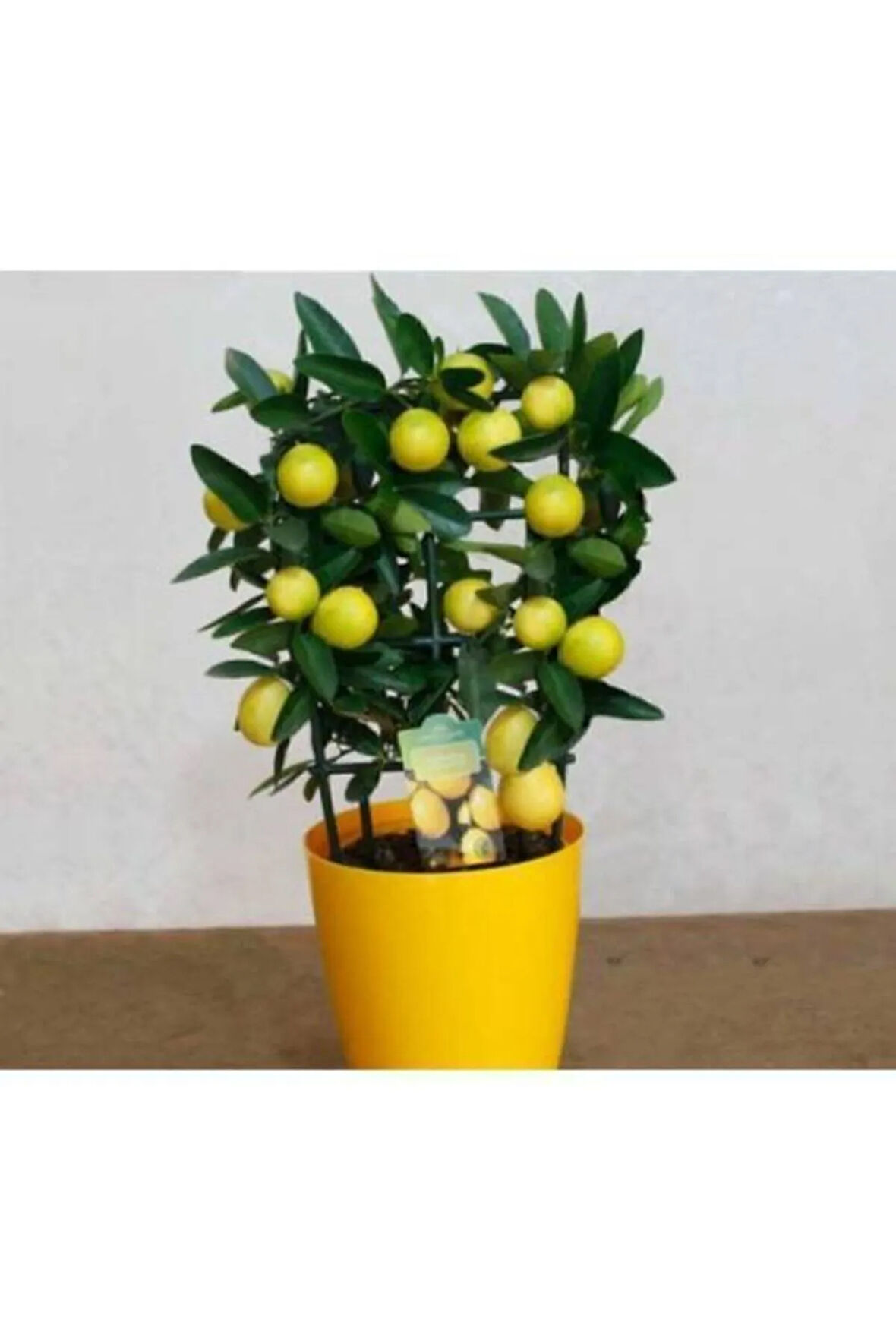 Bodur Limon Ağacı Tohumu 5 Adet