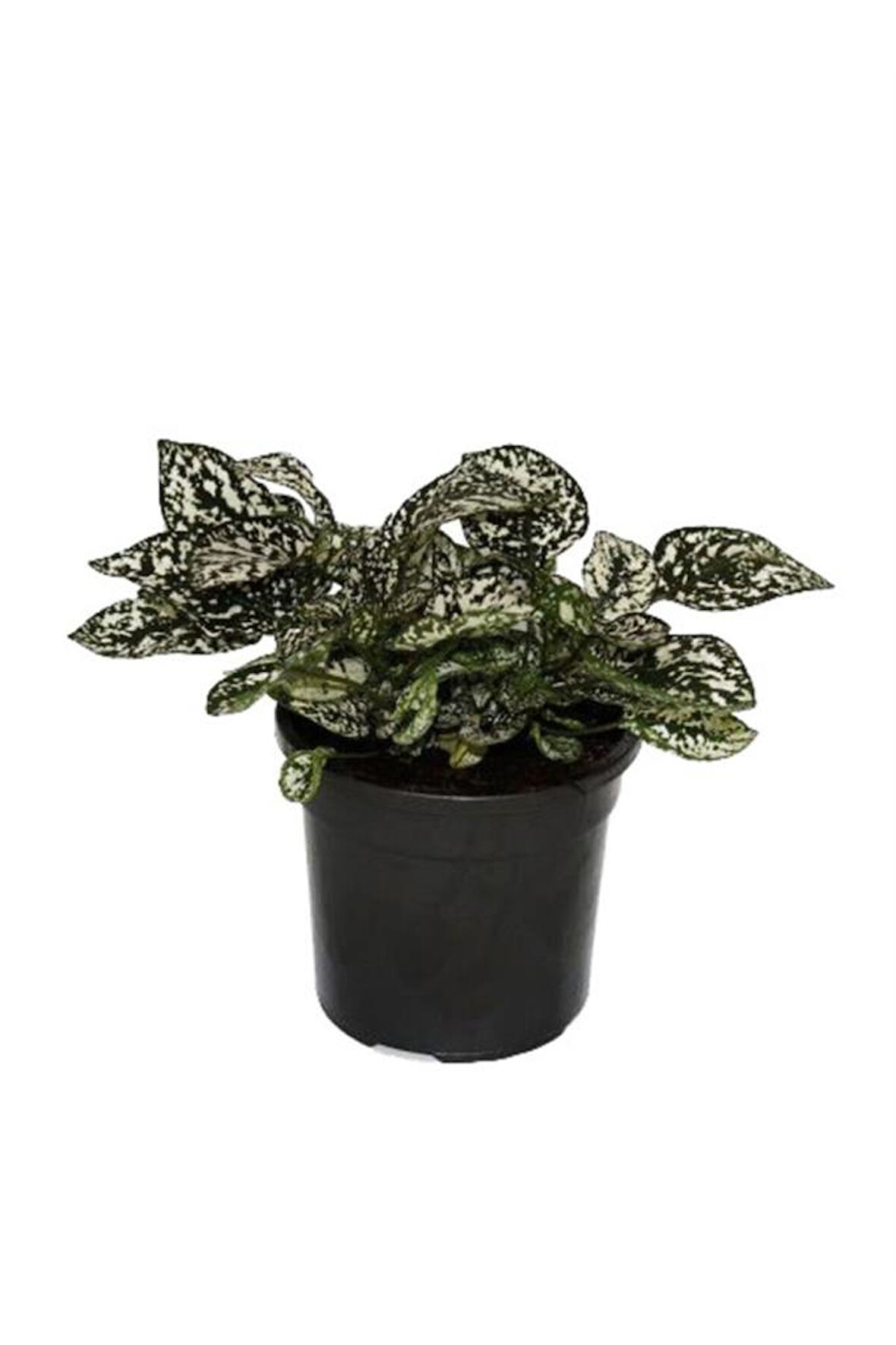 Hypoestes Phyllostachya Hostes Çiçeği Çilli Yaprak Güzeli Beyaz Benek