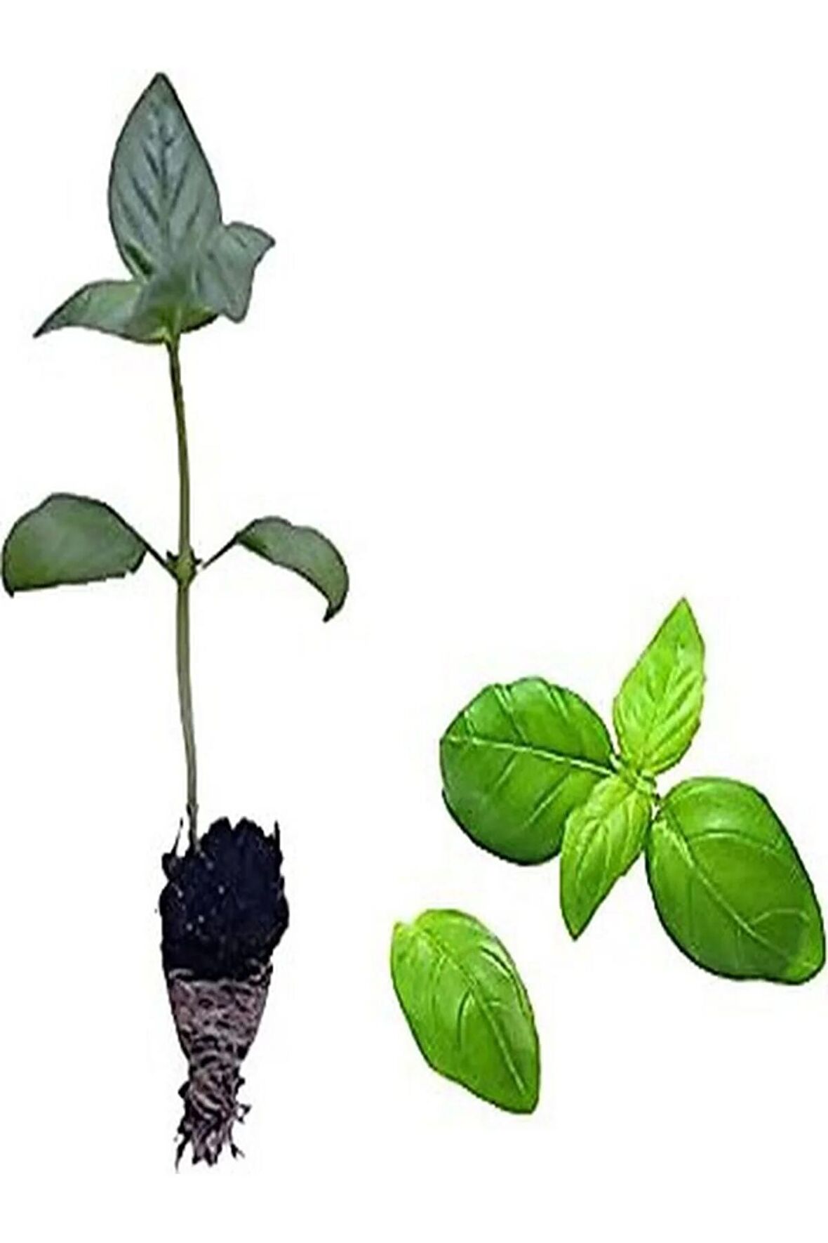 2 Adet Fesleğen Fidesi (5-10 Cm) Tohum Değildir Fidedir)