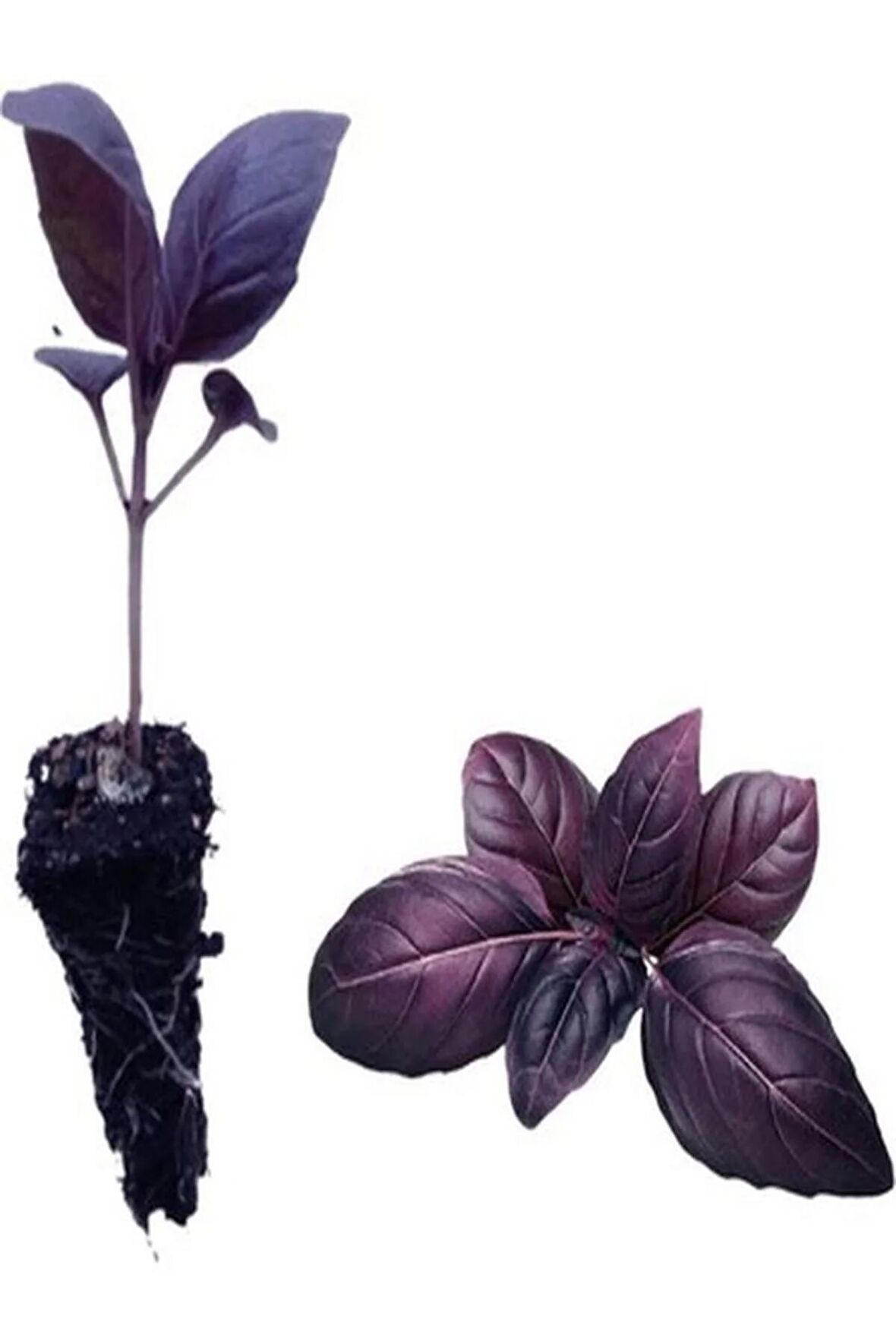 2 Adet Geniş Yapraklı Mor  Reyhan Fidesi (5-10 Cm) (Tohum Değildir Fidedir)