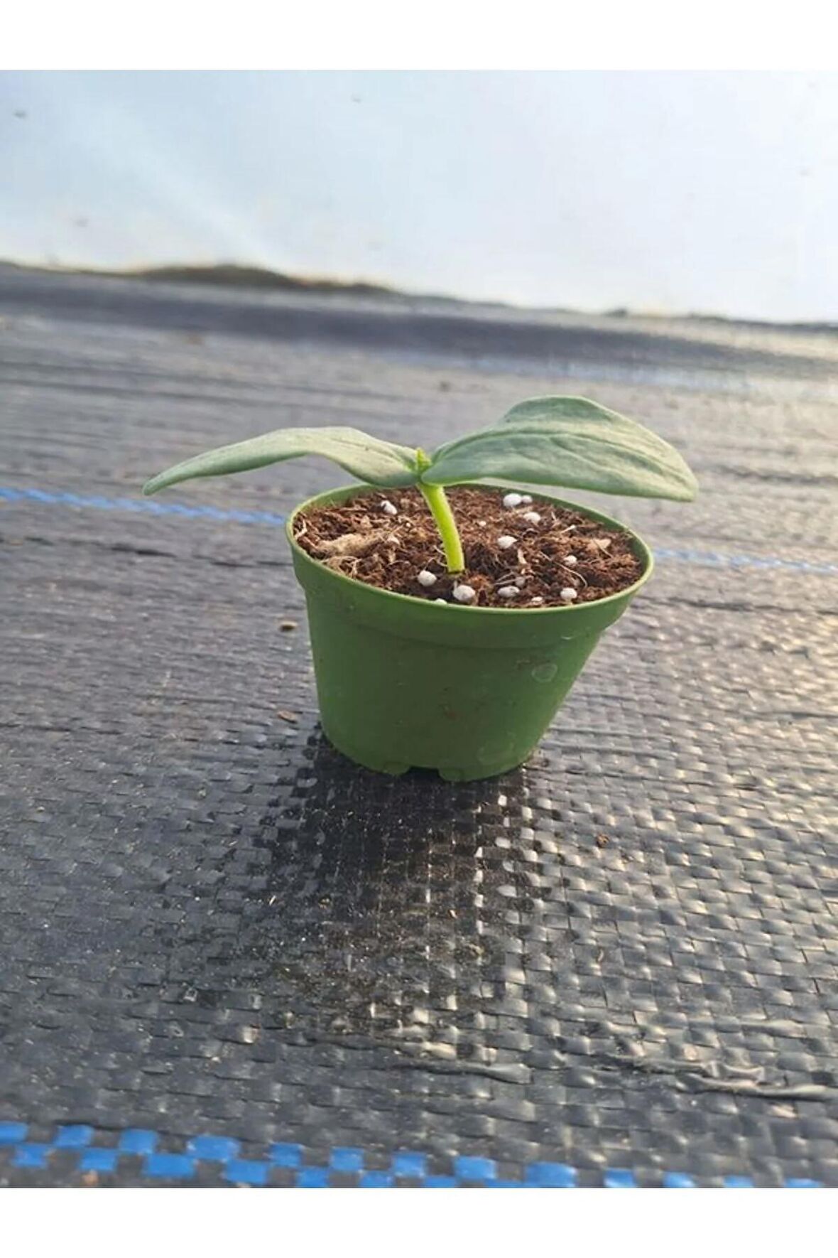 1 Adet Tüylü Salatalık Fidesi (5-10 Cm) ( Tohum Değildir Fidedir)
