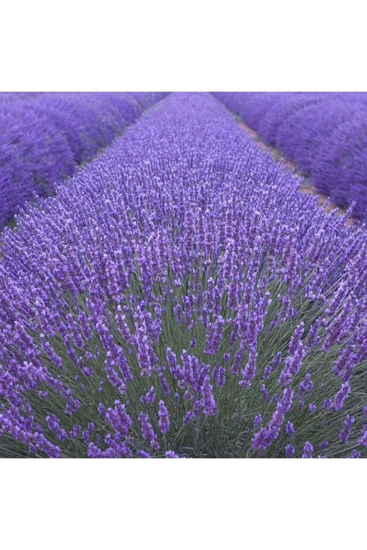 10 Adet Açık Köklü Angustifolia Lavanta Fidanı Fidesi