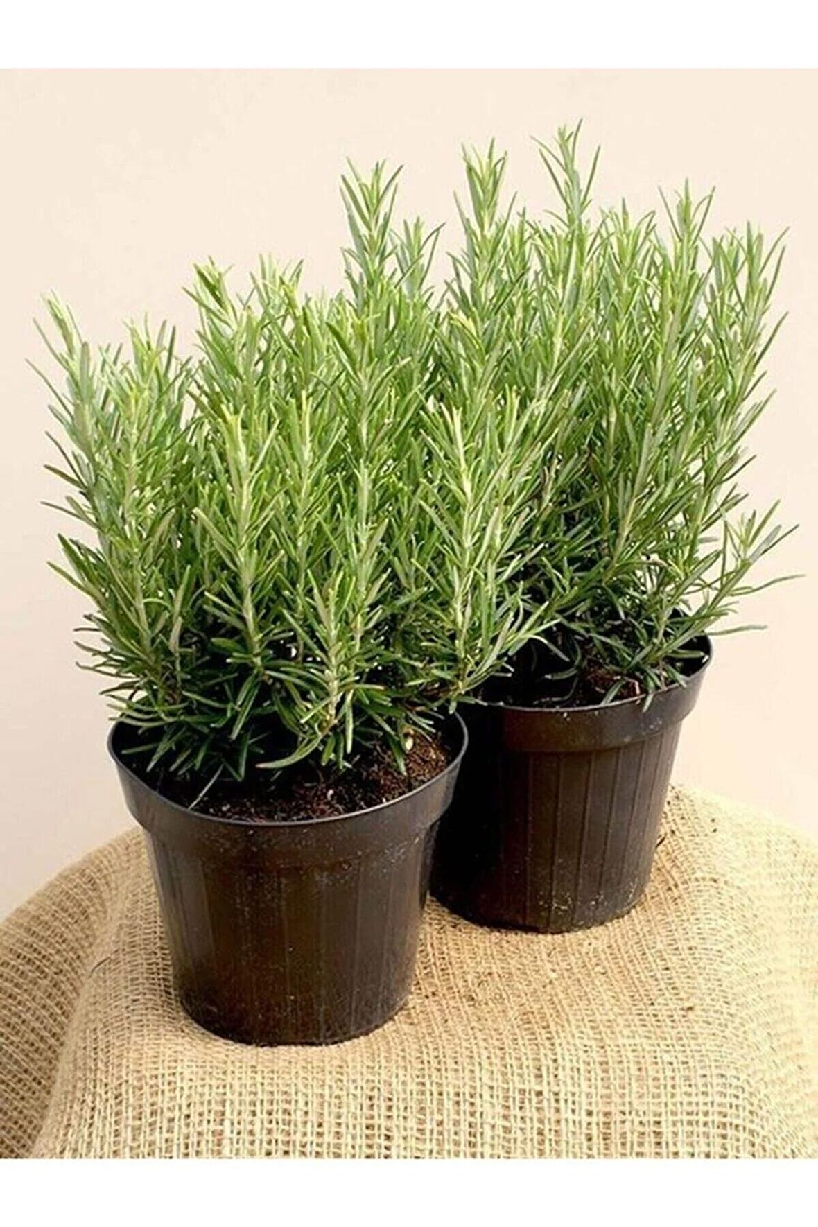 1 Adet Biberiye Fidanı Rosmarinus Officinalis